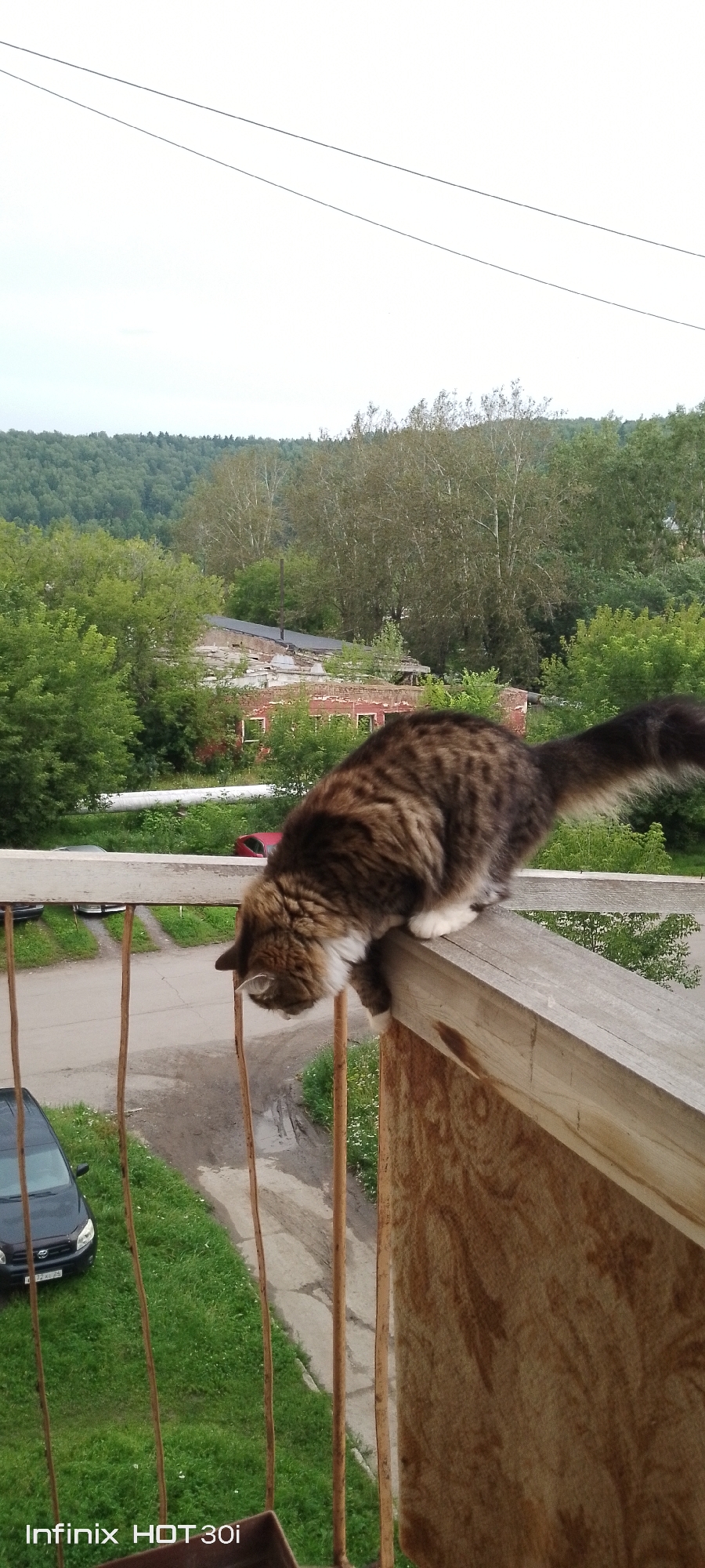 A brown and black tabby cat is positioned on a wooden railing overlooking a street and a wooded area. The cat is looking downwards, as if observing something below. In the background, there are trees and a red brick building. A black car is parked on the grass next to the street. The image was taken in Kedrovy, Russia, as indicated by the "Infinix HOT 30i" watermark.