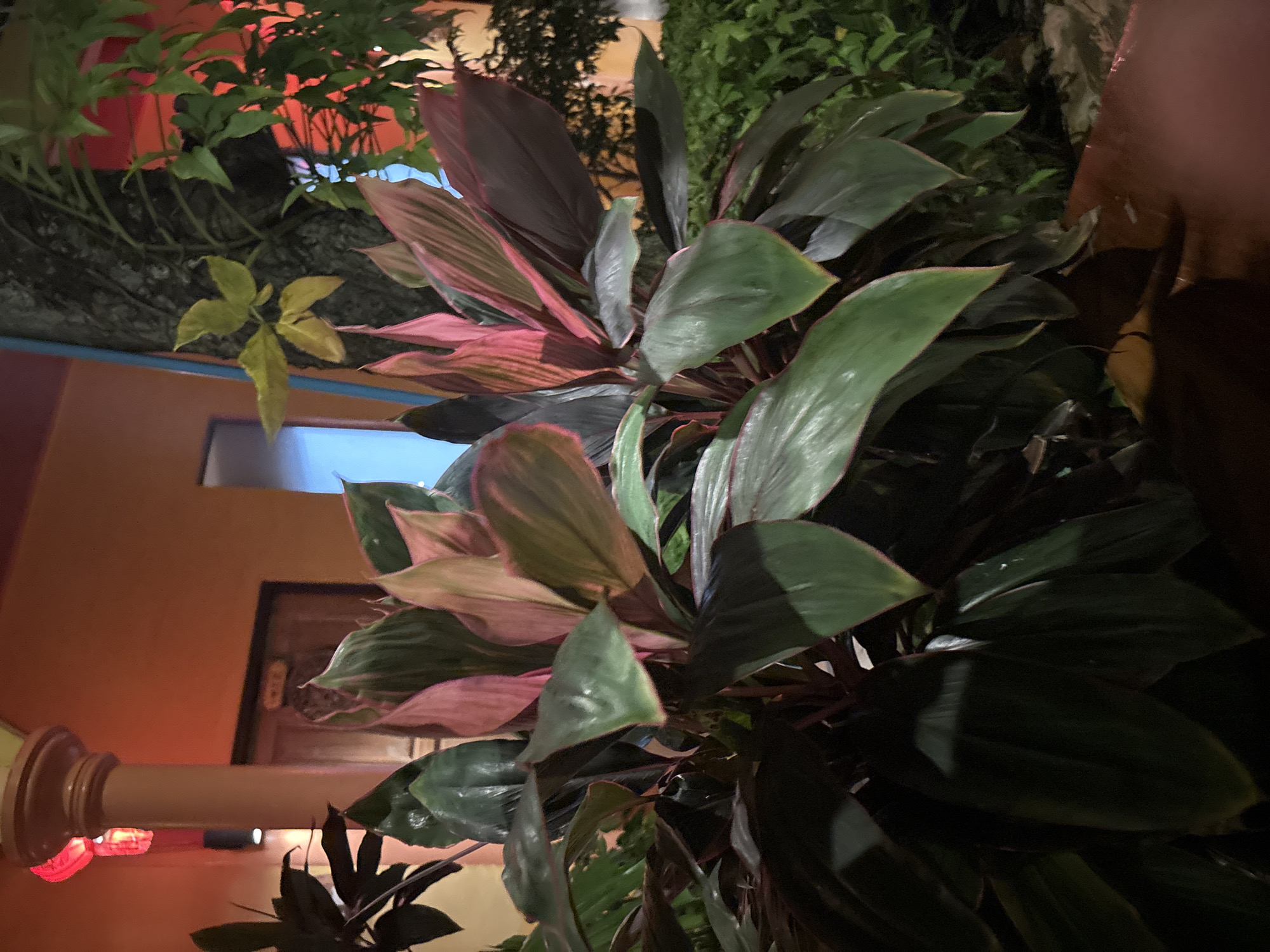 The image depicts a close-up view of a lush green and pink tropical plant, likely a Ti plant (Cordyline fruticosa), situated outdoors at night. The plant's vibrant leaves, with a gradient from deep green to pinkish-red, are well-lit, suggesting artificial illumination. In the background, an orange-colored building with a wooden door is visible, along with a thick tree trunk. Red lanterns are also present, contributing to the ambient lighting and hinting at a festive or commercial setting, possibly a restaurant or shop. The overall scene suggests an outdoor seating area or garden within the city of Chalong, Thailand, known for its temples, beaches, and vibrant nightlife. The composition is focused on the plant's foliage, with the background elements providing context to the location.