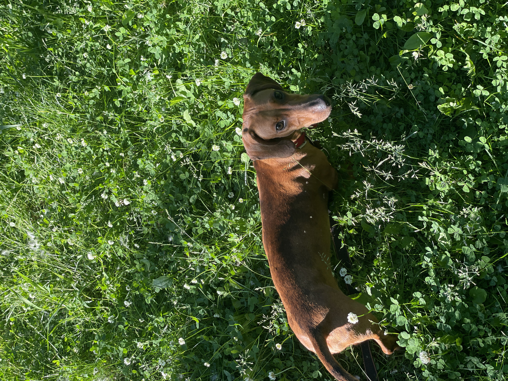 A short-haired brown Dachshund is standing in a field of green grass and white clover. The dog is facing the camera, with its head tilted slightly to the right. The dog is wearing a red collar. The grass is tall and lush, with some areas of shadow and sunlight. The overall impression is one of a peaceful and natural scene. There is no information about the location in Saint Petersburg, Russia.