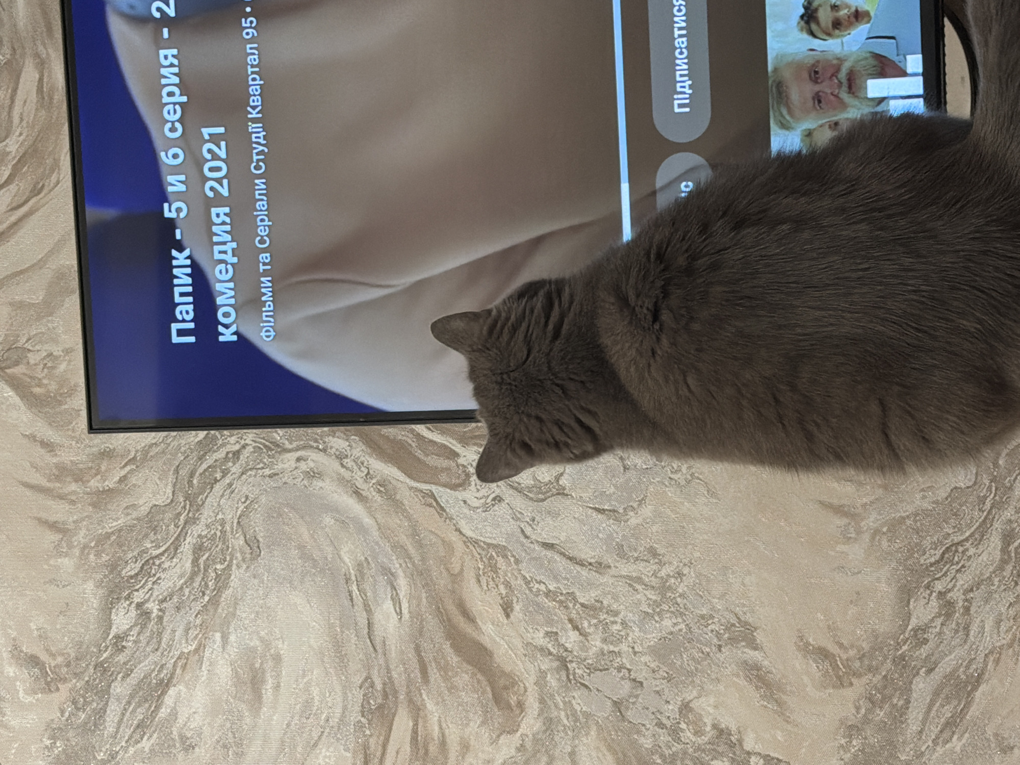 A grey cat is looking at a television screen in an apartment. The TV displays text in Cyrillic, indicating it is showing a TV series titled "Папик" (Papik), episodes 5 and 6, a comedy from 2021. The text also mentions "Films and Series from Studio Kvartal 95". On the bottom of the screen, there are what appear to be thumbnails of people, including an older man with a white beard and a younger woman. The wallpaper in the background has a marble-like pattern. The scene appears to be indoors, likely in a residential setting. There is no specific information to pinpoint the location to Kyiv, Ukraine, other than what is implied by the Cyrillic text on the screen.