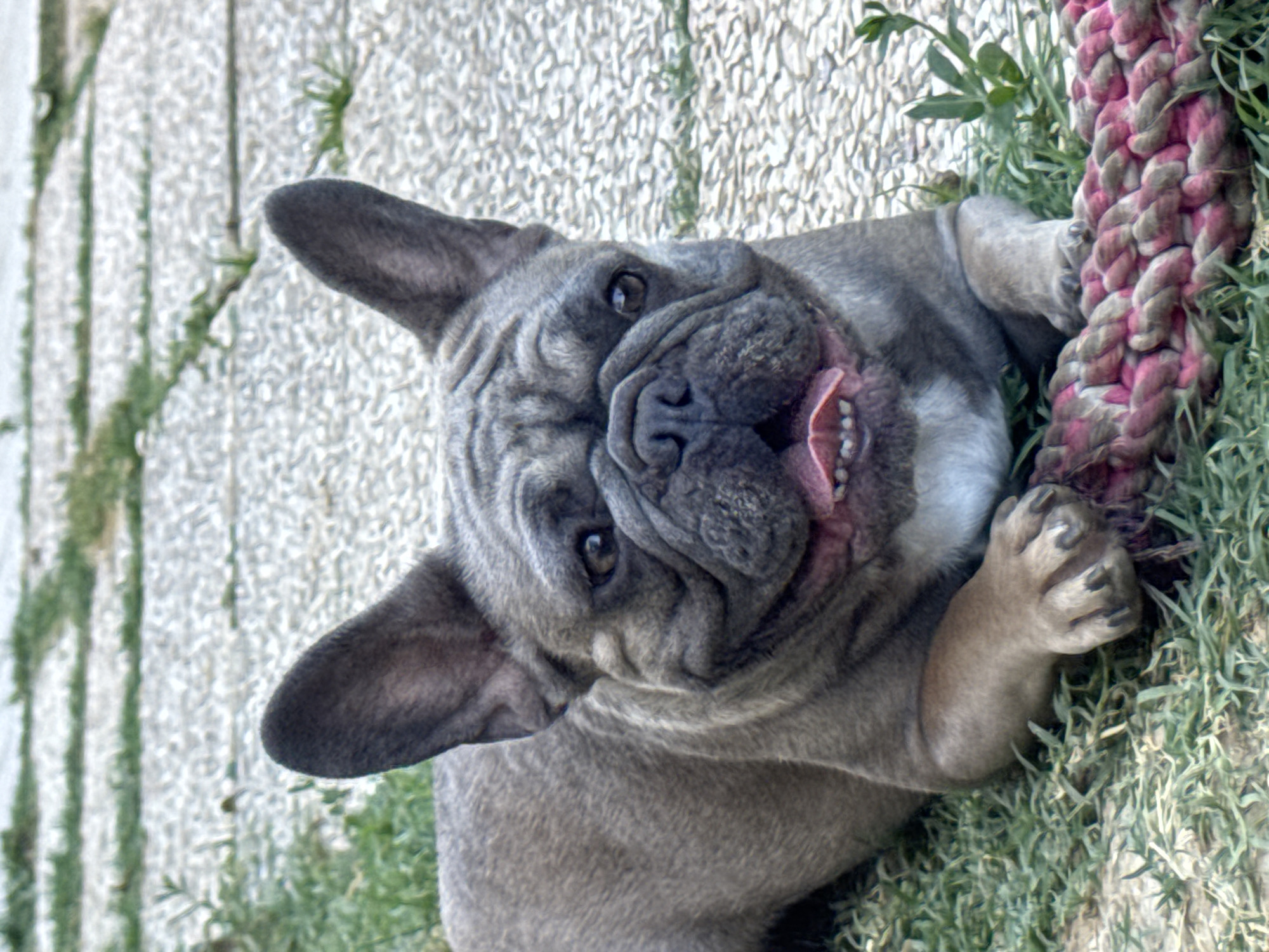 A French bulldog is lying on the grass, with a pink and grey rope toy in front of it. The dog is gray with black stripes and has large ears and wrinkles on its face. Its mouth is open, and its tongue is visible. The background consists of a paved area with some green plants. This scene is set in San Benedetto del Tronto, Italy.