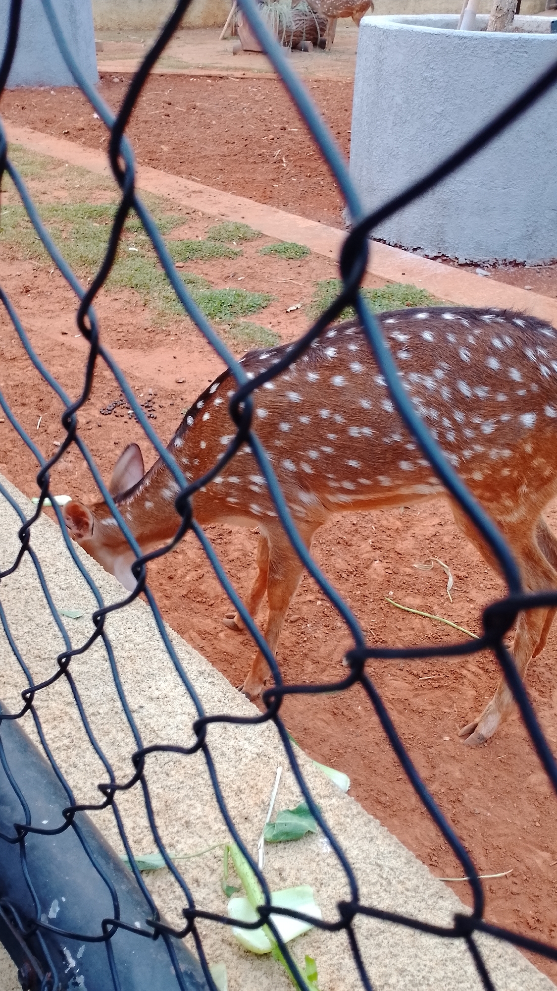 The image shows a deer with white spots, likely a Chital deer, visible through a wire fence. The deer is standing on reddish-brown soil, which appears to be an enclosure. There are some green plants and possibly some discarded food items on the ground near the fence. In the background, there is a concrete structure and some vegetation. The scene suggests a zoo or an animal sanctuary, possibly located within the city of South Tangerang, Indonesia.