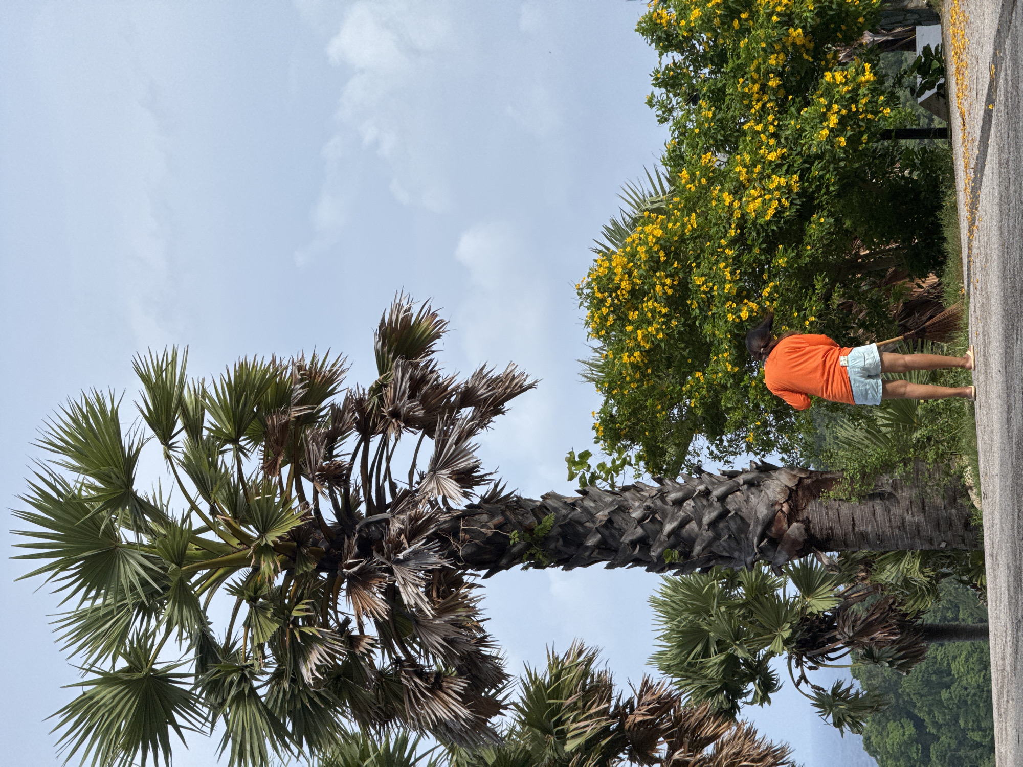 A person wearing an orange t-shirt and light blue shorts is sweeping the ground with a broom. They are standing next to a palm tree and a bush with yellow flowers. The scene appears to be outdoors, possibly on a street or path, with greenery and a cloudy sky in the background. The location is identified as Rawai, Thailand.