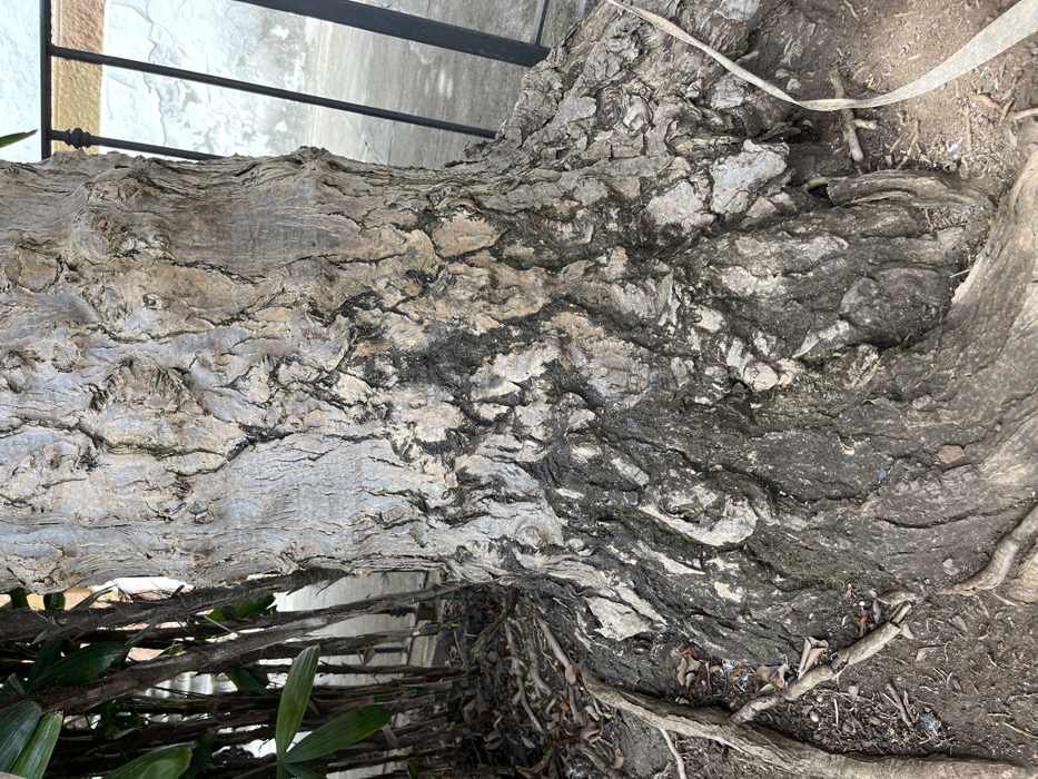 The image shows the base of a large tree trunk in Teror, Spain (latitude: 28.059, longitude: -15.548). The trunk is rough and has a grey-brown color, covered in deep grooves and crevices. The roots are visible around the base of the trunk, extending into the surrounding dirt. The trunk is near a black metal fence and a paved area. There are no people or animals in the image. The scene is quiet and still.