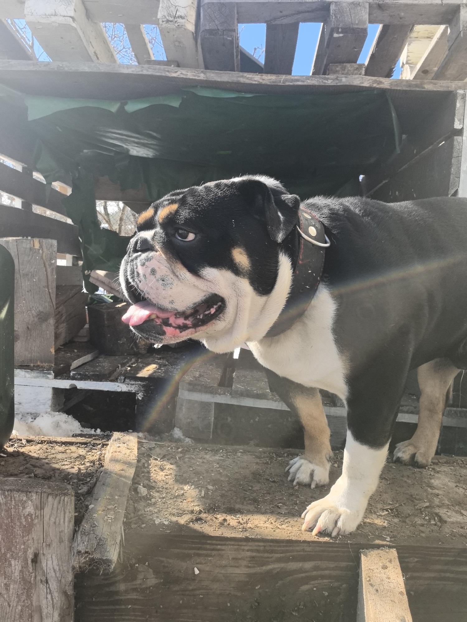 An English Bulldog, characterized by its black, white, and tan fur, stands outdoors in Noviy, Russia. The dog wears a dark collar with light-colored circular studs and a metal ring. Its tongue is slightly extended. The animal is positioned on an uneven, elevated surface consisting of soil and weathered wooden planks. To the left, patches of dirty snow are visible on the ground. In the background, a makeshift shelter constructed from wooden pallets and planks is partially covered by a dark green tarp. Above this structure, sections of clear blue sky and bare tree branches are visible. Strong natural light is evident, creating bright highlights and a prominent rainbow-colored lens flare in the lower-central part of the image.