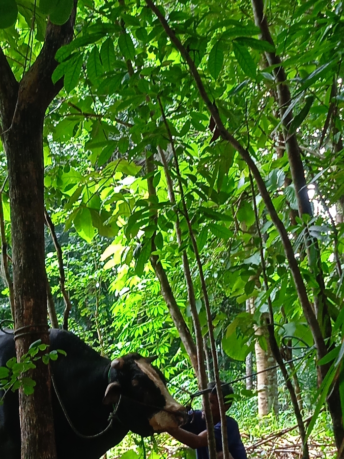 The image depicts a close-up scene within a dense, lush green forest or woodland in Patuk, Indonesia. The environment is rich with varied green foliage and numerous tree trunks that vertically dissect the frame, indicating a tropical or subtropical setting. Dappled sunlight filters through the canopy, illuminating some leaves and creating bright patches.

In the lower left and center of the frame, a dark-colored bovine, possibly a water buffalo or a bull, is visible. The animal has a dark body and distinctive white markings on its head and snout. A thick rope is tied around its neck, extending to and around a prominent tree trunk on the far left, tethering the animal.

On the right side of the bovine's head, a person is partially visible, wearing a dark blue or black garment. Their arm is extended towards the bovine's mouth, suggesting an interaction such as feeding or handling the animal. The bovine's head is angled downwards, appearing to be engaged with the person's action. The interaction appears calm and quiet.

The time of day is daytime, evidenced by the natural light illuminating the foliage. There is no visible text in the image.