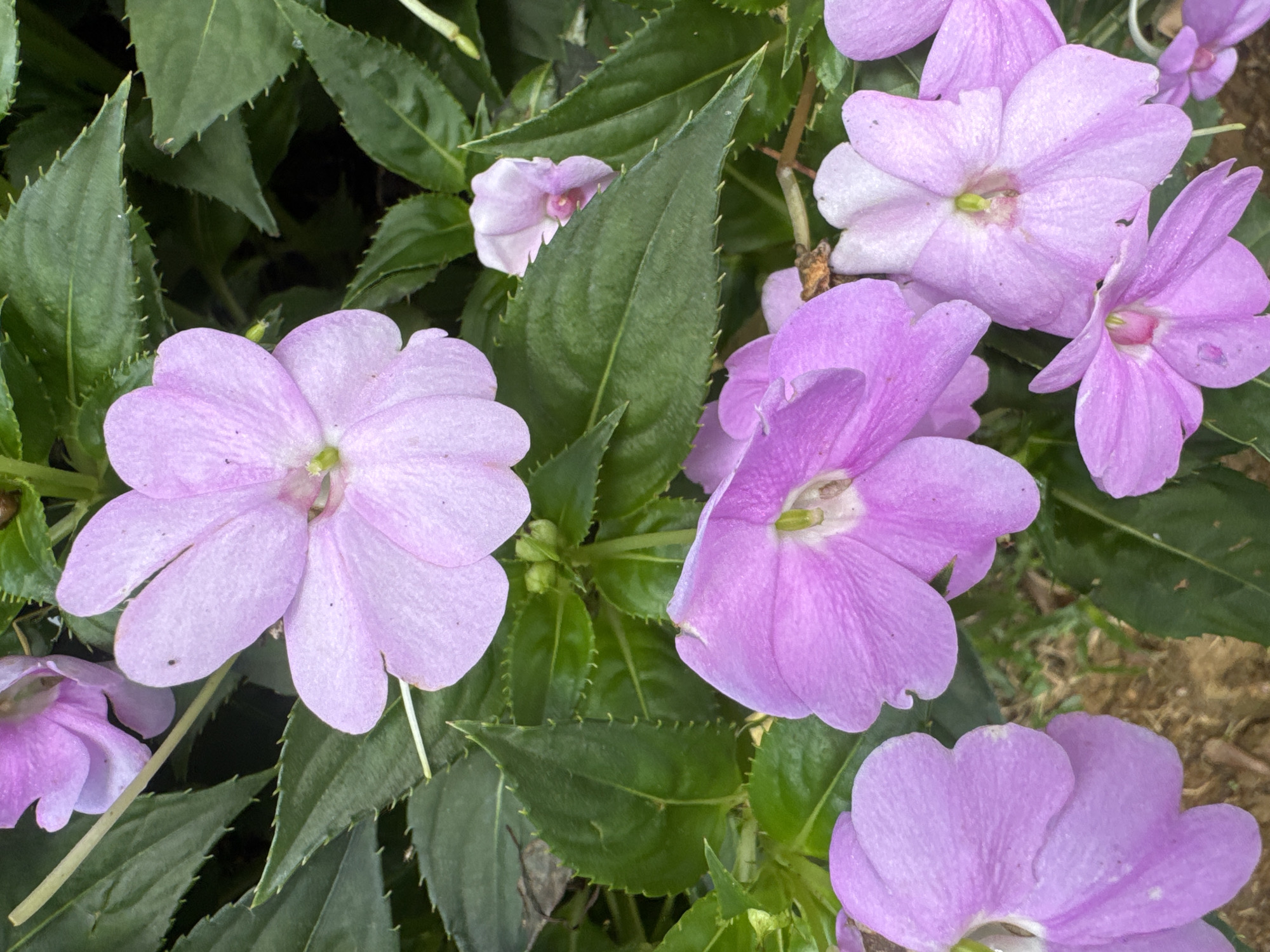 A close-up captures several light purple Impatiens flowers amidst a backdrop of green leaves. The leaves have serrated edges. The location is unspecified but is prompted to be Đà Nẵng, Vietnam. No people are visible, and the focus is solely on the flowers and foliage.
