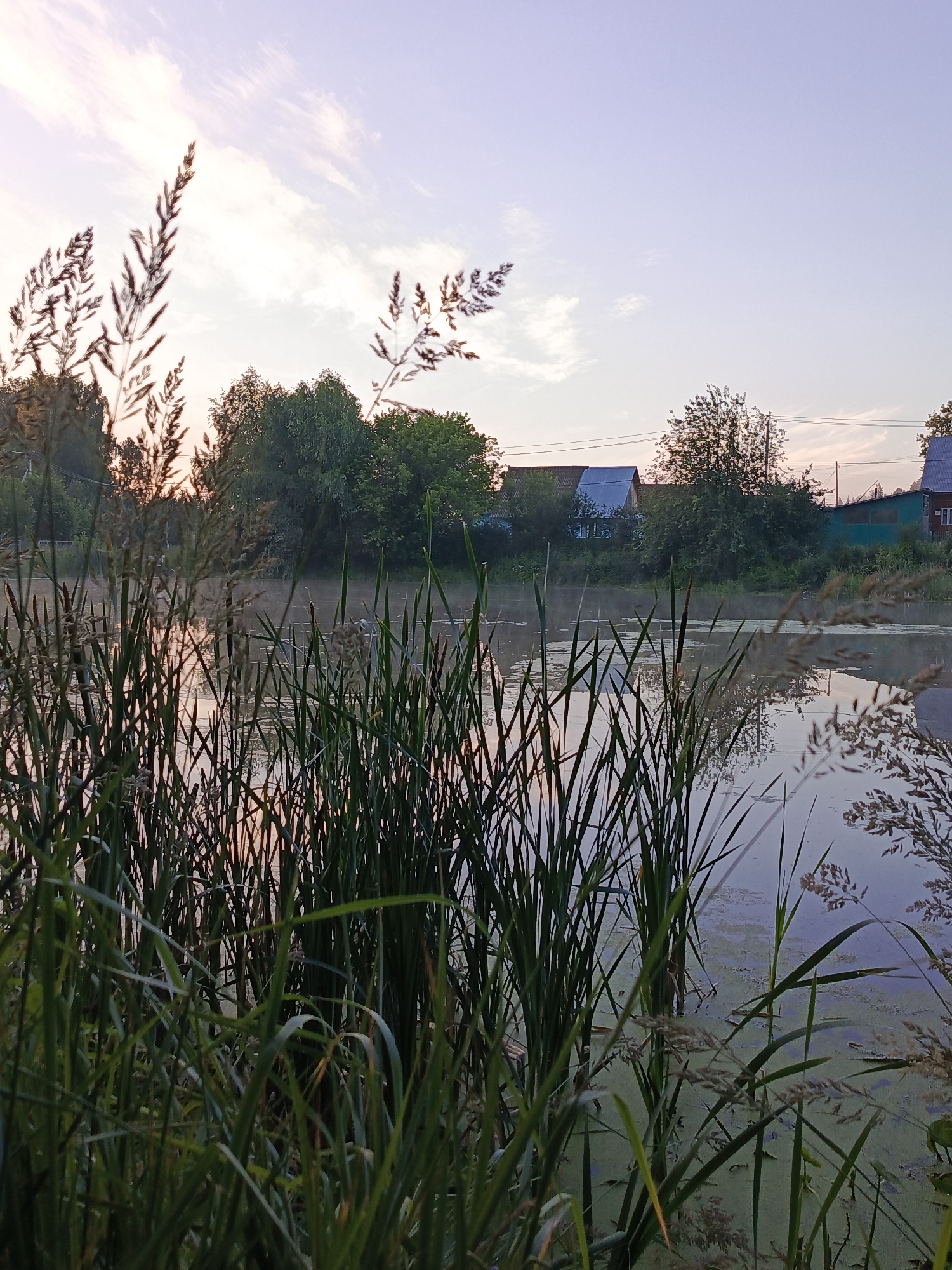 A serene lake scene unfolds in Chaikovsky, Russia, as the sun begins to set. The foreground is dominated by tall, green reeds and grasses, some with feathery seed heads, which partially obscure the view of the water. The lake itself is calm, with a thin layer of green algae or duckweed floating on its surface. Wisps of mist rise from the water, creating a tranquil atmosphere.
In the background, the opposite bank of the lake is lined with a dense growth of trees and bushes, their foliage a deep green. Nestled among the trees are several houses, their roofs varying in color from silver to dark blue. A few power lines are visible, stretching across the landscape. The sky above is a soft gradient of pale blue and pink, with thin, elongated clouds streaking across it, catching the last rays of sunlight. The overall impression is one of a quiet, rural evening by the water.
