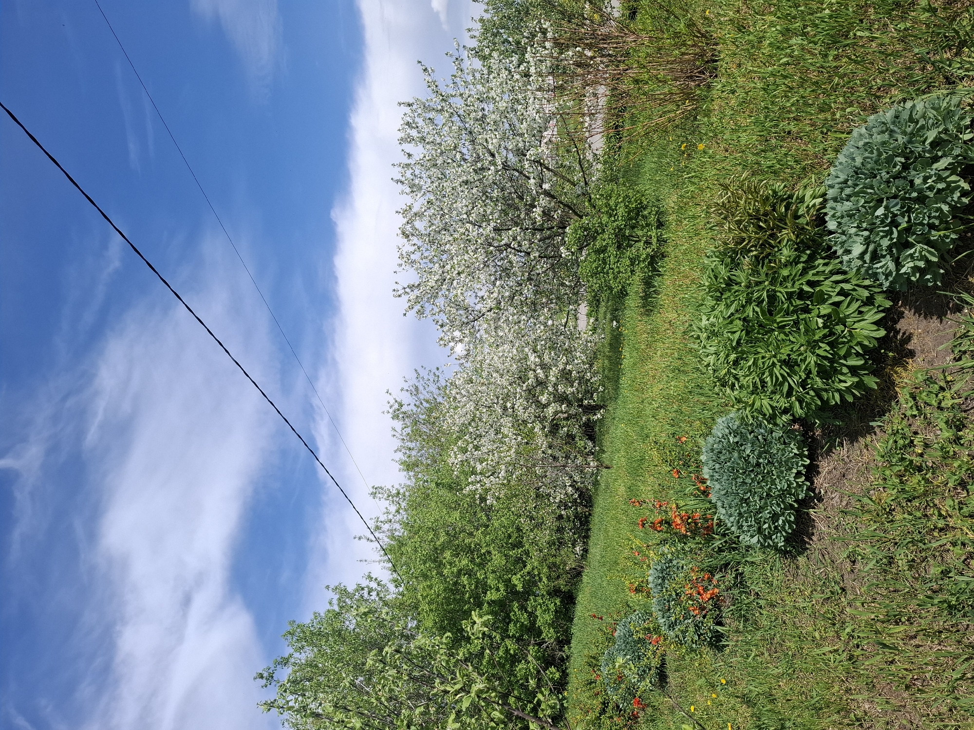 The image depicts an outdoor scene, likely in Khlevnoye, Russia, based on the prompt's context. The foreground consists of a grassy area with various plants and flowers, including round, bushy green plants and orange flowers. Behind this area is a line of trees, some with white blossoms. A blue sky with scattered white clouds is visible above the trees. Two parallel power lines cross the upper left corner of the frame. The ground slopes upwards slightly from left to right. No people or specific actions are visible in the image.