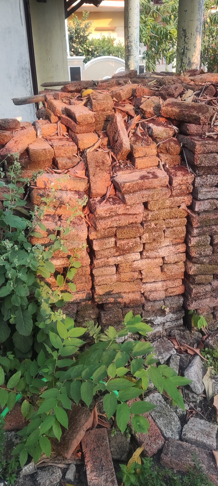 The image depicts a pile of weathered, reddish-brown bricks in Bendungan, Indonesia. The bricks are stacked haphazardly, some appearing broken or chipped. Green foliage, including leafy branches and smaller plants, grows around and in front of the brick pile. The background shows hints of a building structure, possibly a wall and pillars, with trees and foliage visible beyond. The scene is illuminated by warm sunlight, suggesting it is daytime. There are no people or animals present in the image. The overall impression is one of an outdoor area, possibly a construction site or a storage yard, with elements of nature encroaching on the man-made objects.