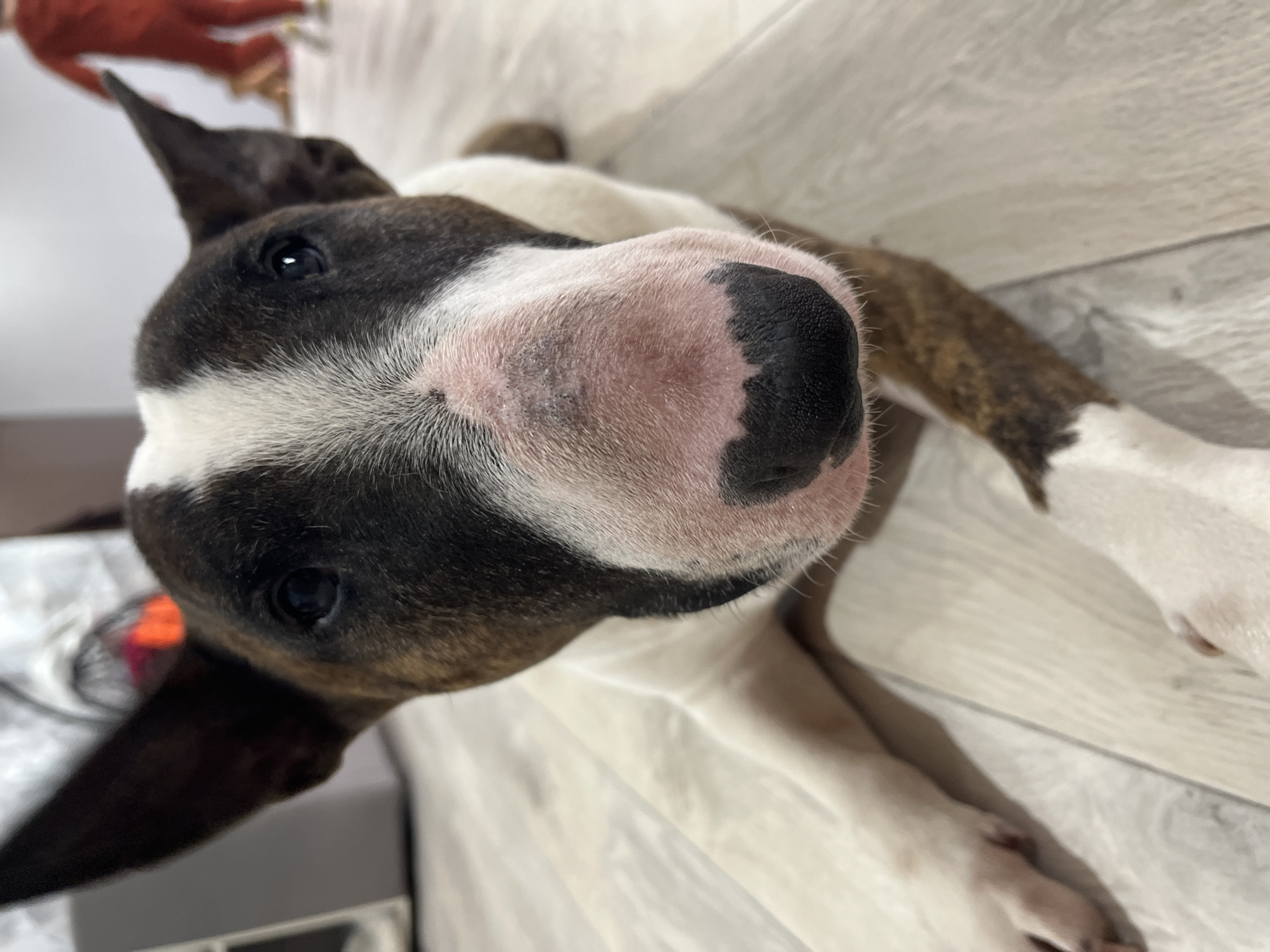 A close-up, low-angle shot captures a Bull Terrier type dog lying on a light-colored floor indoors in Chaikovsky, Russia. The dog's head, characteristic of the breed with its distinctive egg-shape, is turned towards the camera, presenting a curious and attentive expression. Its prominent black nose, surrounded by pink skin and short white fur, is centered in the foreground. Dark, almond-shaped eyes are visible, with one looking directly at the viewer.
The dog's fur is a mix of brown brindle markings, particularly noticeable on its head and parts of its body, contrasted with large patches of white fur, especially on its face, muzzle, and chest. One erect, pointed ear is visible, indicating alertness. The light-colored flooring, resembling wood or laminate, extends into the background. Portions of the dog's white legs and paws are also visible against the floor and a hint of a light, soft surface, possibly a blanket or bed. The lighting suggests an indoor setting, possibly with artificial light, highlighting the textures of the dog's fur and nose. No text is visible in the image.