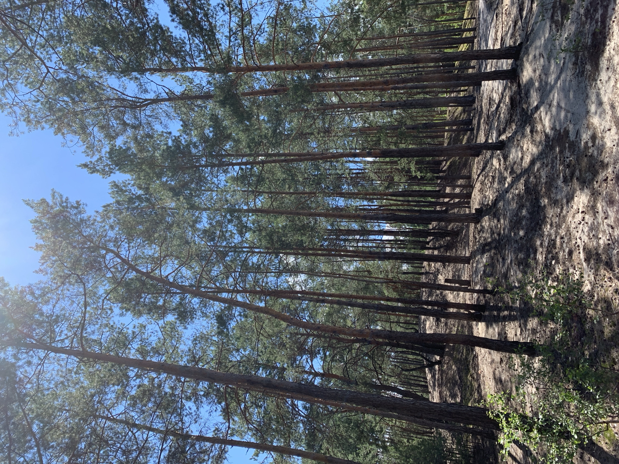 The image depicts a pine forest with a sandy ground covered in fallen pine needles and cones. The trees are tall and densely packed, with the sun shining through the canopy, creating dappled shadows on the ground. The ground slopes upwards to the right, with more trees further up the slope. In the foreground, there are a few small green bushes. The sky is clear and blue. The scene is located in the city of Hostomel, Ukraine.