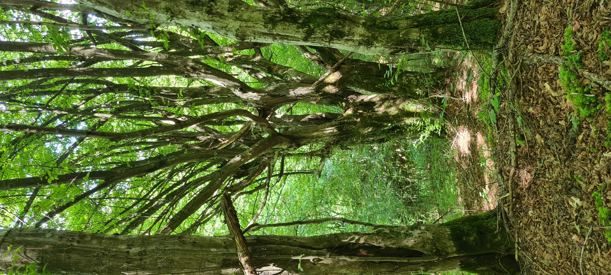 The image depicts a forest floor covered in fallen leaves and twigs, with several large trees dominating the scene. The trees have thick, gnarled trunks, some covered in moss, and intricate branching structures. Lush green foliage forms a dense canopy overhead, allowing dappled sunlight to filter through to the forest floor. The overall impression is one of a mature, untamed woodland. The image is located in the city of Lopian, Bulgaria.
