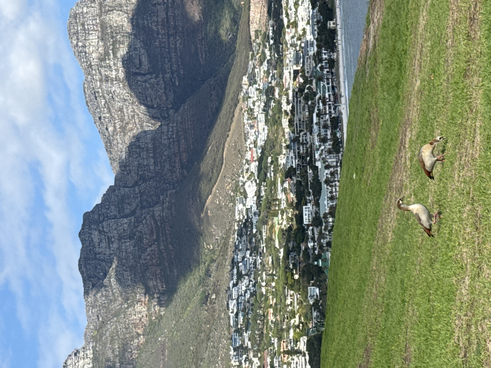 The image captures a vibrant panoramic view of a coastal landscape, strongly identified as Cape Town, South Africa, due to the distinctive mountain range. In the foreground, a verdant green grassy slope occupies the right side of the frame. Two birds, appearing to be Egyptian Geese with their characteristic light plumage and reddish markings, are observed walking or foraging on the grass.
Beyond the grassy expanse, a sprawling coastal town or city is visible, characterized by a dense collection of white and light-colored buildings, likely residential structures, interspersed with green vegetation. This urban area stretches along the coastline, leading to a visible strip of the blue ocean on the horizon.
The background is dominated by a majestic and rugged mountain range on the left, featuring stratified grey rock faces and steep slopes, typical of Table Mountain and its surrounding peaks. Darker green foliage covers the lower mountain slopes. The sky above is a clear blue with scattered white clouds, indicating fair weather.
The scene is set during the daytime, with bright natural light illuminating the landscape. Shadows on the mountains suggest the sun is high, likely morning or afternoon. The overall impression is one of natural beauty and urban development coexisting. There is no visible text in the image.