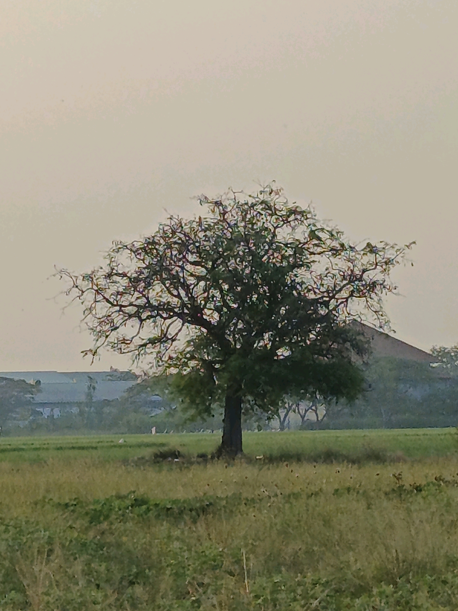 The image depicts a solitary, large tree standing in a field of tall, dry grass. The tree is full of intricate branches and some green leaves, with a dark, thick trunk. In the background, there are hints of buildings and more trees, suggesting a semi-rural or suburban landscape. The sky is overcast and a pale, hazy color. The overall impression is one of a peaceful, somewhat muted natural scene, possibly at dawn or dusk. There are no people visible in the image.