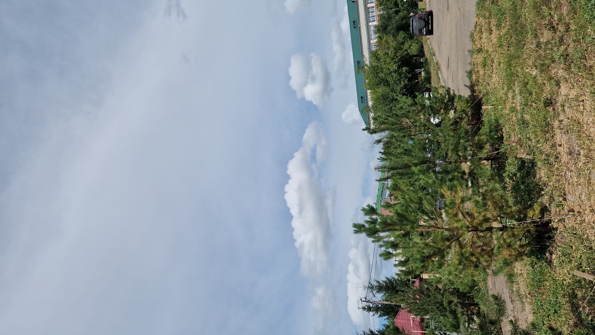 A full vertical shot shows a cloudy sky above a row of green trees and buildings. In the foreground, several young pine trees stand in dry grass. The trees have thin trunks and branches covered in green needles, with some brown discoloration on the lower branches. Wooden stakes are visible near the base of the trees, supporting them with twine. Behind the pine trees, more mature evergreen trees create a dense foliage backdrop.
Further back, structures with green roofs are visible, along with parts of buildings. To the right, a paved road curves away, with a dark SUV parked on the shoulder. The sky is a light blue, filled with scattered white clouds. The overall scene depicts an outdoor environment with a mix of natural elements and urban infrastructure.
