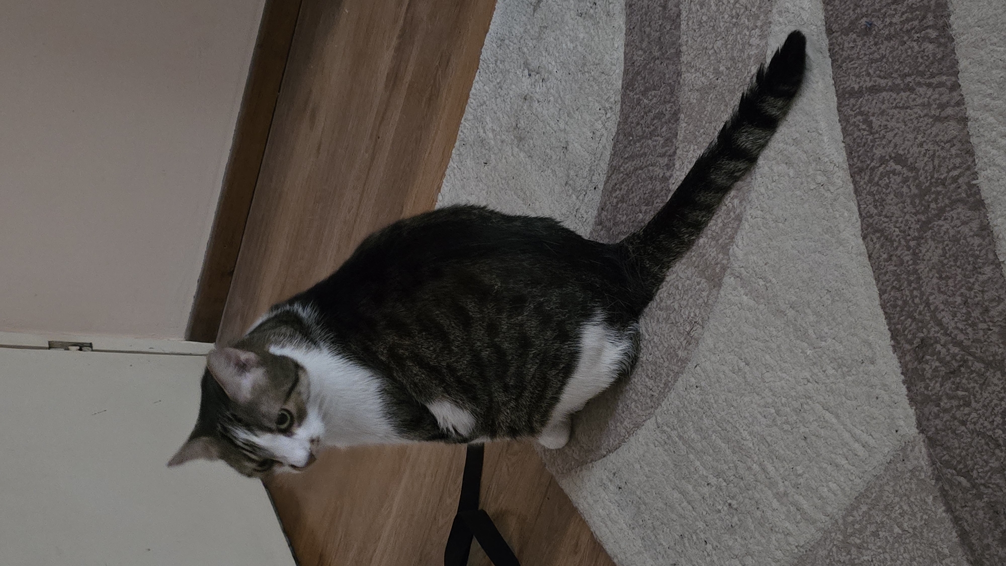 A domestic cat, predominantly dark brown and white with tabby markings, is seated on a rug indoors. The cat is facing away from the camera, looking to the left. The environment appears to be a room with wooden flooring and a door in the background. The rug is light-colored with striped patterns in shades of grey and brown. No people are present in the image. The location in the city of Burgas, Bulgaria cannot be determined from the image.