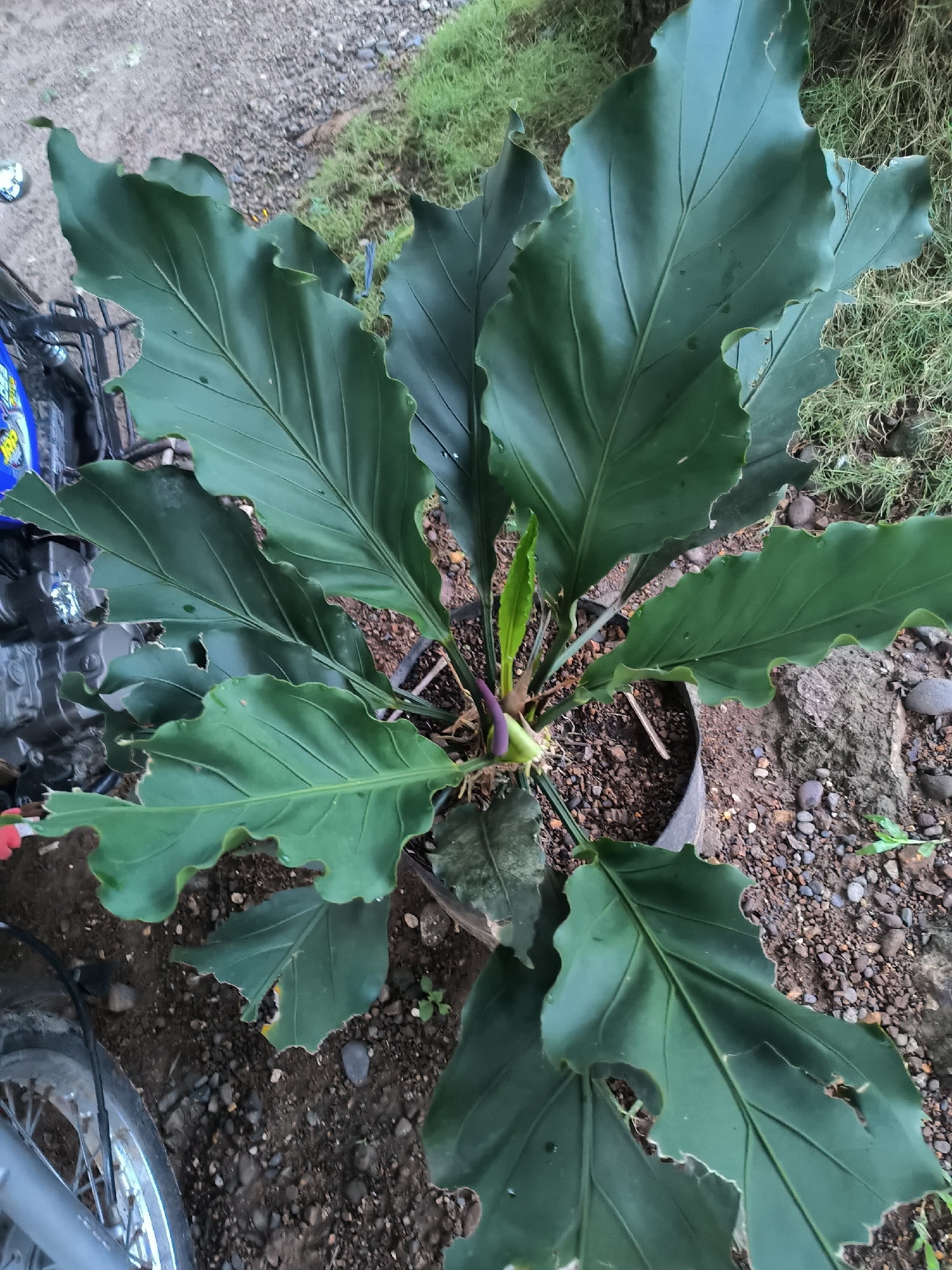 An overhead shot captures a large, vibrant green plant with prominent leaves, potted in a black plastic grow bag. The plant displays broad, dark green leaves characterized by deep venation and wavy or slightly ruffled edges. Some leaves show minor damage, such as small holes or tears. Emerging from the plant's center is a new, lighter green leaf or shoot, alongside a distinctive purplish, elongated structure, likely an unfurling flower or spathe.
The plant pot is situated on the ground, which consists of a mix of dark soil, small pebbles, and scattered larger stones. Patches of green grass and weeds are visible in the background, particularly to the right and upper right of the image.
To the left of the pot, parts of a vehicle are visible, including a silver wheel with spokes and a tire, and a metallic, engine-like component. A blue object with yellow text, partially legible as "TOP" and "RACING," is attached to this vehicle. The scene depicts an outdoor setting, possibly a garden or a yard, under natural daylight conditions. No people are visible.