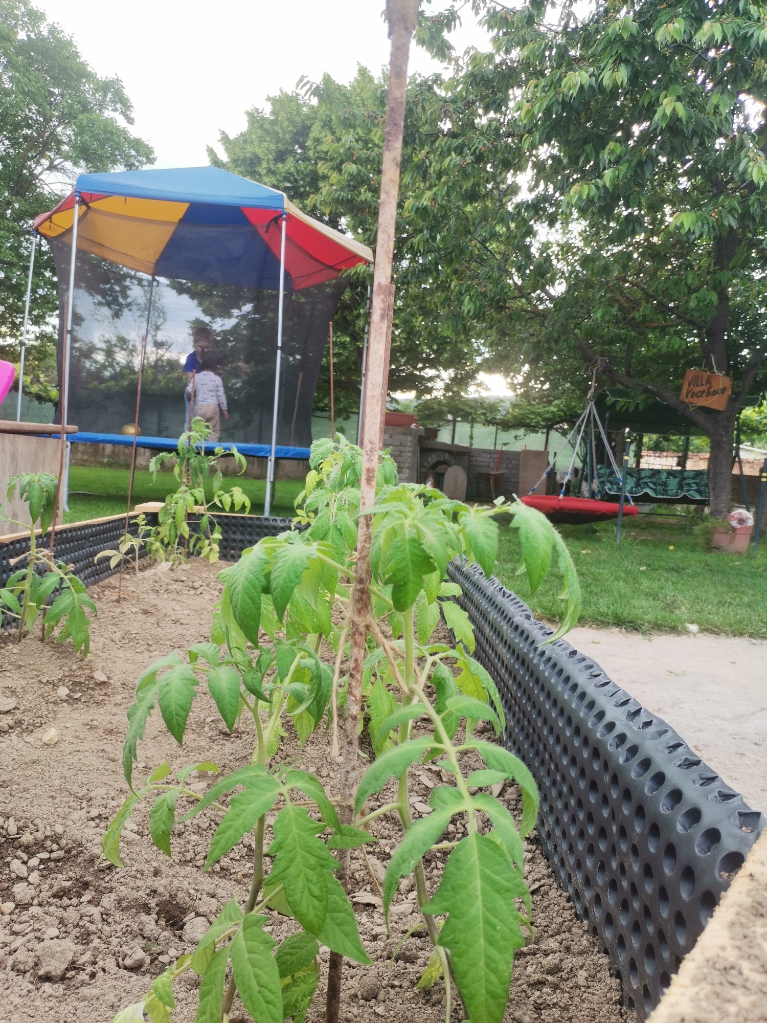 A sunny day in Osoitsa, Bulgaria, where young tomato plants are being cultivated in a raised garden bed. The garden bed is bordered by black, perforated drainage sheeting, and the plants are supported by thin wooden stakes. In the background, a trampoline with a colorful canopy shelters two young children, one appearing to be standing and the other partially visible. Beyond the trampoline, a large tree stands, from which a red swing is suspended, alongside a rustic wooden sign that reads "VILLA Roceboha". The scene is set outdoors, with lush green trees and grass contributing to a peaceful, bucolic atmosphere. The sunlight suggests it is likely late afternoon, casting a warm glow over the yard.