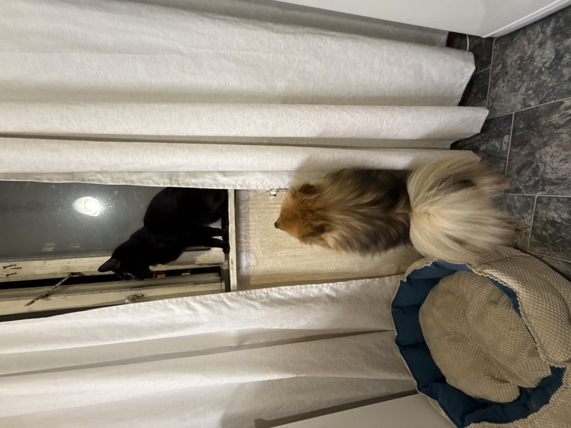 A high-angle, indoor shot captures a scene featuring a black cat, a Pomeranian dog, and a dog bed partially obscured by a white curtain. The black cat is positioned on a window ledge, appearing to look down. Adjacent to the cat, a Pomeranian is positioned near the window, appearing to look in the same direction. Close to the dog is a dog bed. The curtain partially covers the window and extends over the Pomeranian and bed. The location is Khimki, Russia, indicated by the Russian lettering on a sticker in the window. The background includes a white wall, and the floor is covered in a gray tile. The lighting appears to be artificial.