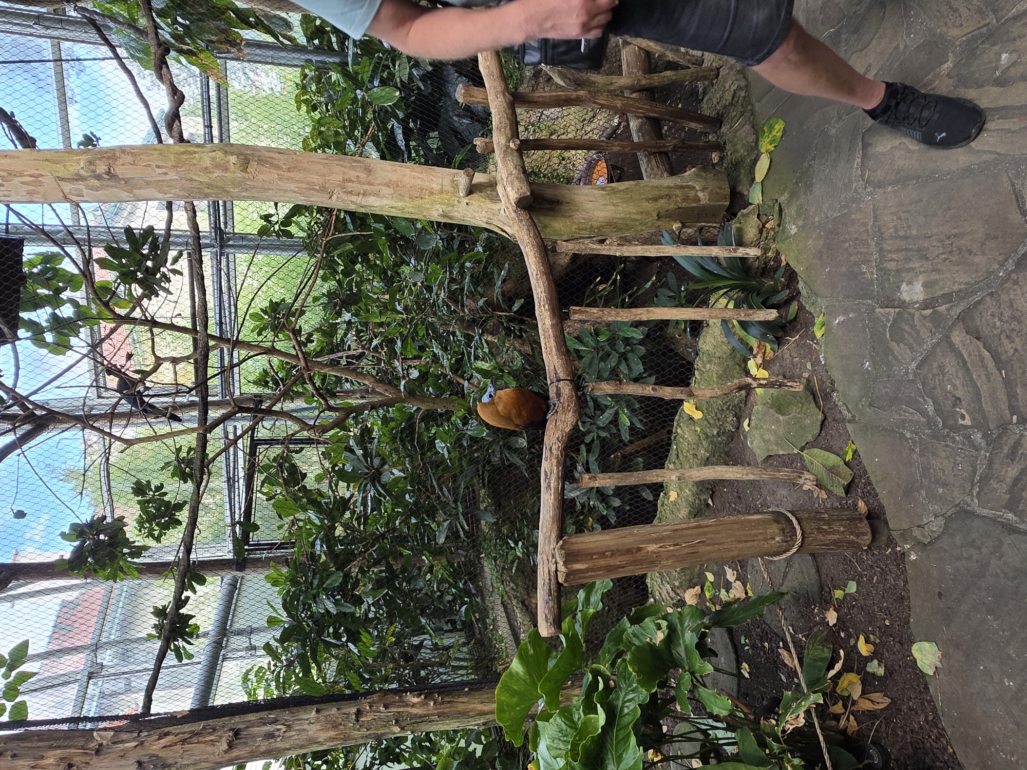 The image shows an aviary with a bird perched on a wooden railing. The bird is reddish-brown with a blue beak. It is facing to the left. The aviary is enclosed with netting and has a wooden structure with branches and foliage. In the foreground, a person's legs and feet are visible, wearing dark shorts and black sneakers. The ground is paved with stone. The scene is likely in the Zlín Zoo, located in Zlín, Czechia. The aviary appears to be designed to simulate a natural habitat.