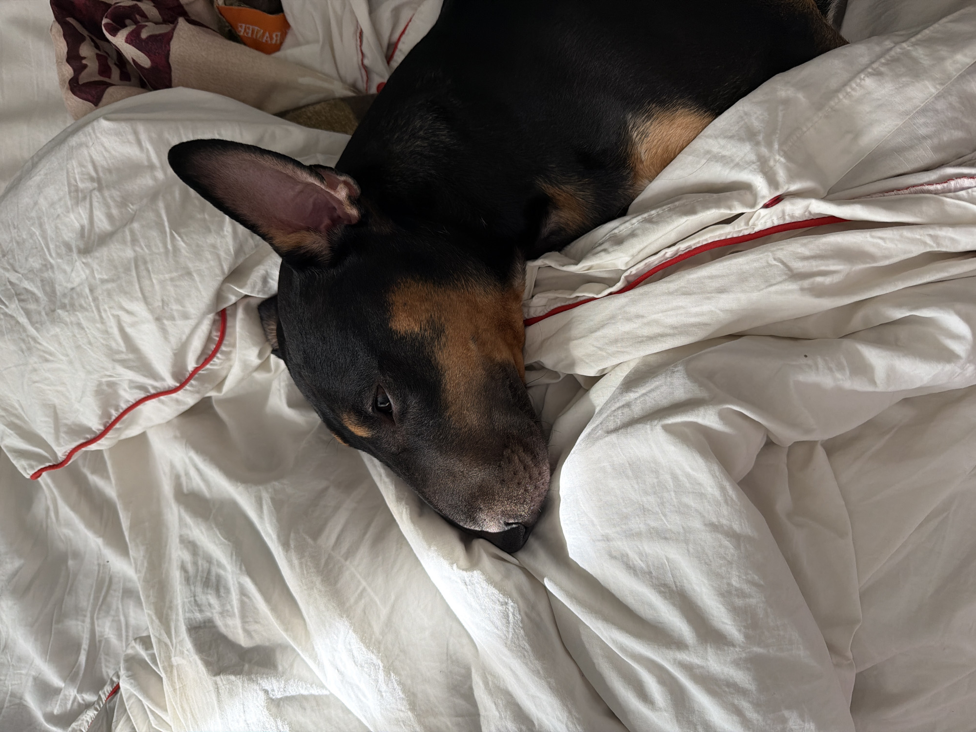 A black and brown Bull Terrier dog is lying on a rumpled white bed sheet with red piping. The dog is positioned towards the upper right of the frame, with its head resting on the sheet. The dog's body continues out of frame. There is a folded piece of fabric or blanket with a brown and reddish pattern in the upper left corner of the image. The location is not evident in the image.