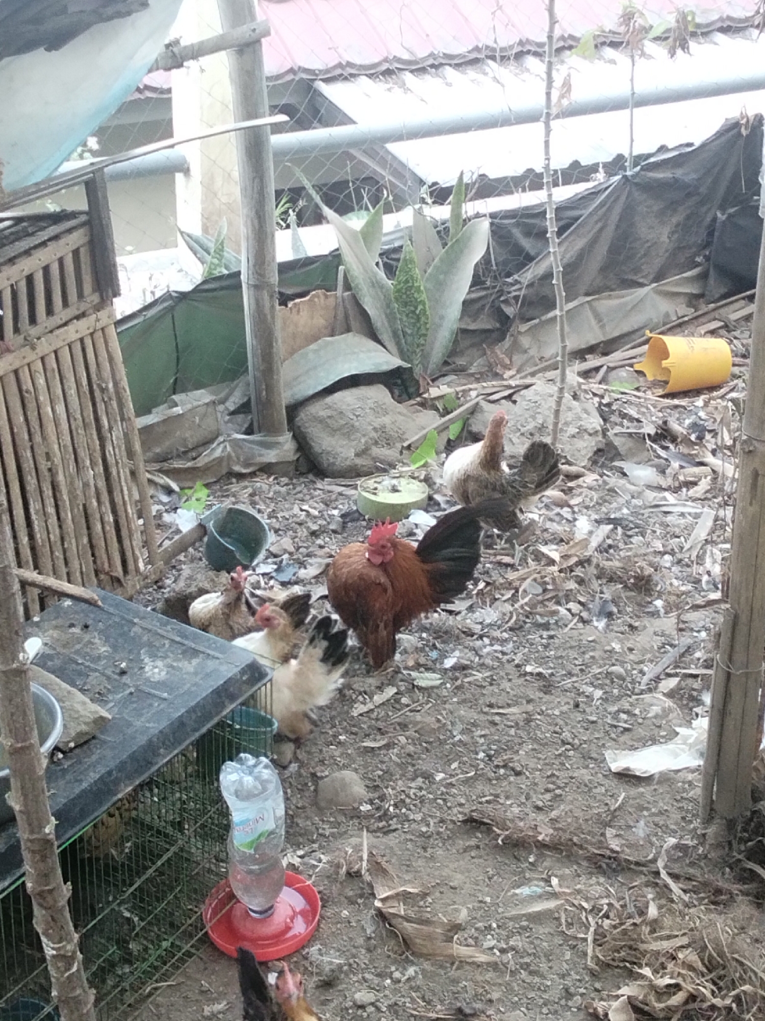 This image depicts a rural backyard scene in Magelang, Indonesia, characterized by its rustic and somewhat cluttered appearance. The ground is composed of dry, dusty soil interspersed with debris, dry leaves, and small rocks, suggesting an outdoor environment that may not be meticulously maintained.
Several chickens are present, ranging in color from brown and black to white. One prominent rooster, with a reddish-brown body and black tail feathers, stands centrally, while other chickens, including hens and younger birds, are scattered around. Some of these chickens appear to be pecking at the ground, while others are near a metal cage.
Objects in the scene include a dark-colored plastic structure, possibly a makeshift cover for the cage, and a clear plastic water bottle with a red base, serving as a chicken feeder or waterer. A metal bucket with some liquid in it is visible, as is a bright yellow plastic item, possibly a container or a discarded piece of equipment. In the background, there is a structure with a corrugated roof, partially obscured by vegetation and fencing. The overall impression is one of an active, though not particularly tidy, domestic animal enclosure in a tropical setting.