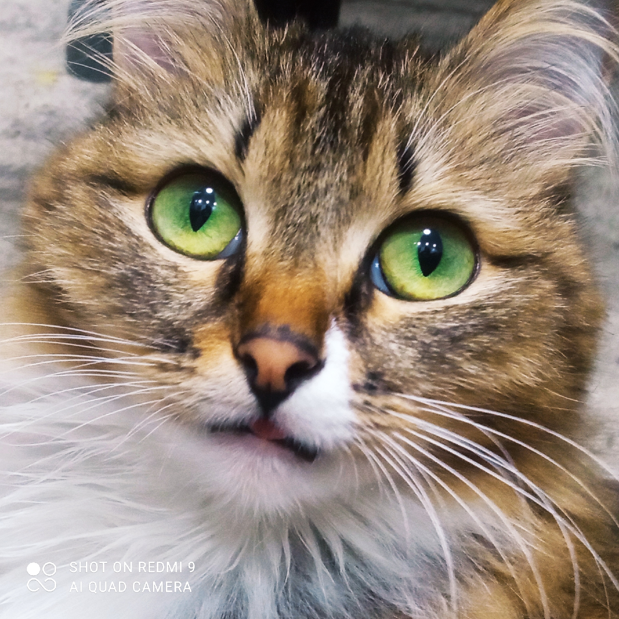 A close-up, head-on shot captures a domestic cat's face. The cat has striking green eyes and tabby markings on its fur, with a white ruff around its neck. The image features a watermark in the bottom left corner that reads "SHOT ON REDMI 9 AI QUAD CAMERA." No specific location in Chaikovsky, Russia, is depicted.