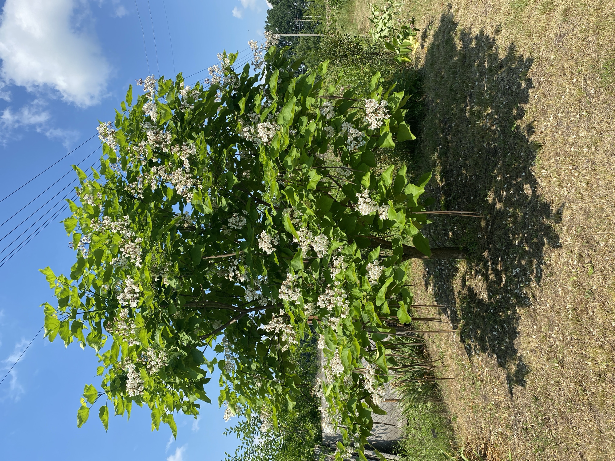 A mature Catalpa tree with large green leaves and clusters of white flowers is centrally located in an outdoor grassy area. The tree has several long, pod-like fruits hanging from its branches. The ground beneath the tree is covered in dry grass, with scattered white petals from the flowers. A shadow of the tree is cast on the ground. In the background, a chain-link fence can be seen, along with other vegetation and trees. Overhead, power lines are visible against a clear blue sky with scattered white clouds. The scene appears to be in a rural or suburban setting within Vasylky, Ukraine. There are no people or animals visible in the image.