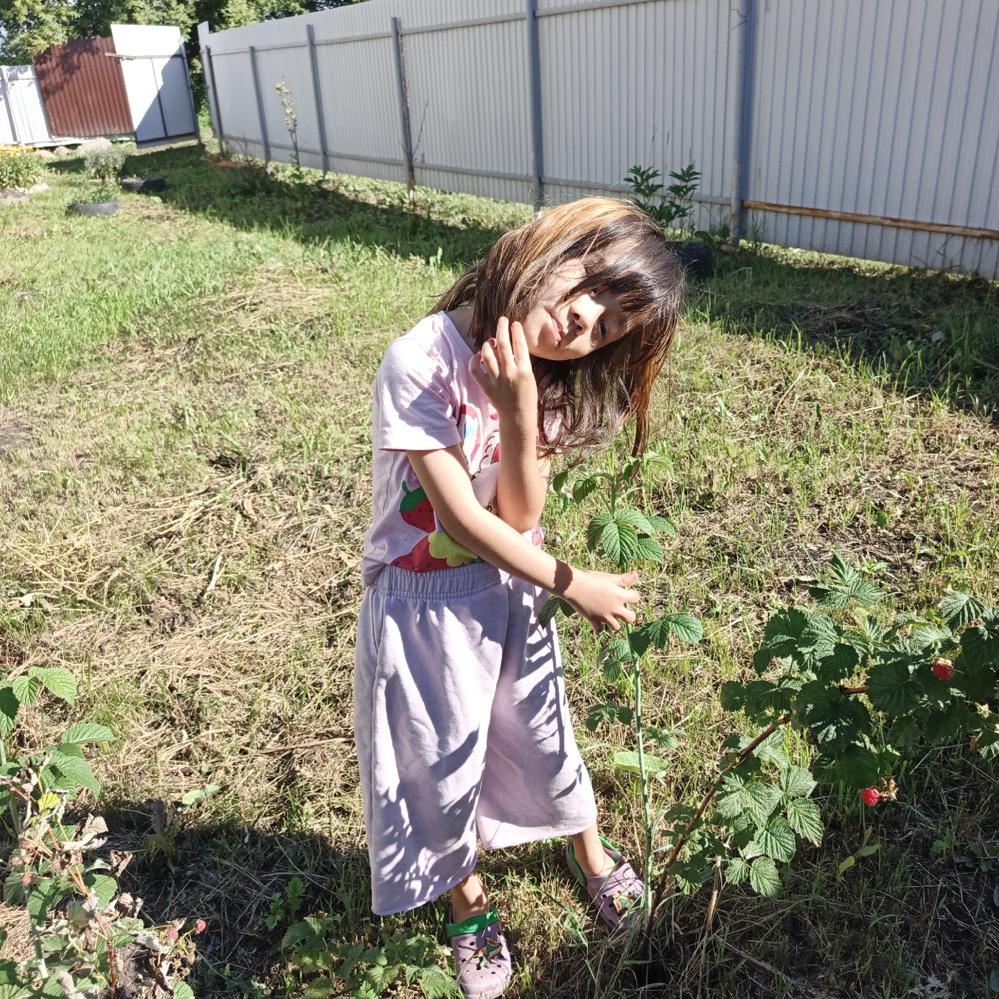 In a rural outdoor setting in Podlubovo, Russia, a young girl with long, sun-streaked brown hair is pictured on a sunny day. She is wearing a pink t-shirt with strawberry graphics and light purple culottes. Her left hand is raised to her face, with her fingers gently touching her cheek and chin, and her head is tilted to the side, giving her a contemplative and slightly shy expression. She is standing near a raspberry bush, with one hand extended towards it. The ground is covered with dry grass and some patches of green growth, suggesting a warm season. In the background, a white metal fence runs along the property, with a section of a brown corrugated metal fence to the left. Trees are visible behind the fence. The lighting indicates it is daytime, likely late morning or early afternoon, with strong sunlight casting shadows.