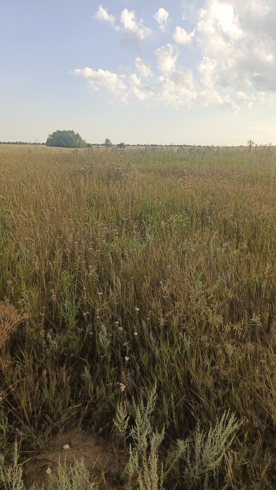 A wide, open field stretches to the horizon under a pale blue sky dotted with scattered white clouds. The foreground is dominated by tall, dry grasses, predominantly in shades of golden brown and green, with some smaller, lighter green plants growing closer to the ground. The field appears untended, with a wild, natural character. In the distance, a dense cluster of green trees forms a small island against the flat landscape, with a single smaller tree visible to its left. The sky is bright and clear, suggesting daylight, likely late afternoon or early evening given the warm tones of the grass. There are no people or structures visible in the image, conveying a sense of isolation and natural tranquility. The terrain is level, indicating it is likely a rural or undeveloped area. There is no specific visual information to place this scene within the city of Saratov, Russia; it depicts a generic rural or steppe landscape.