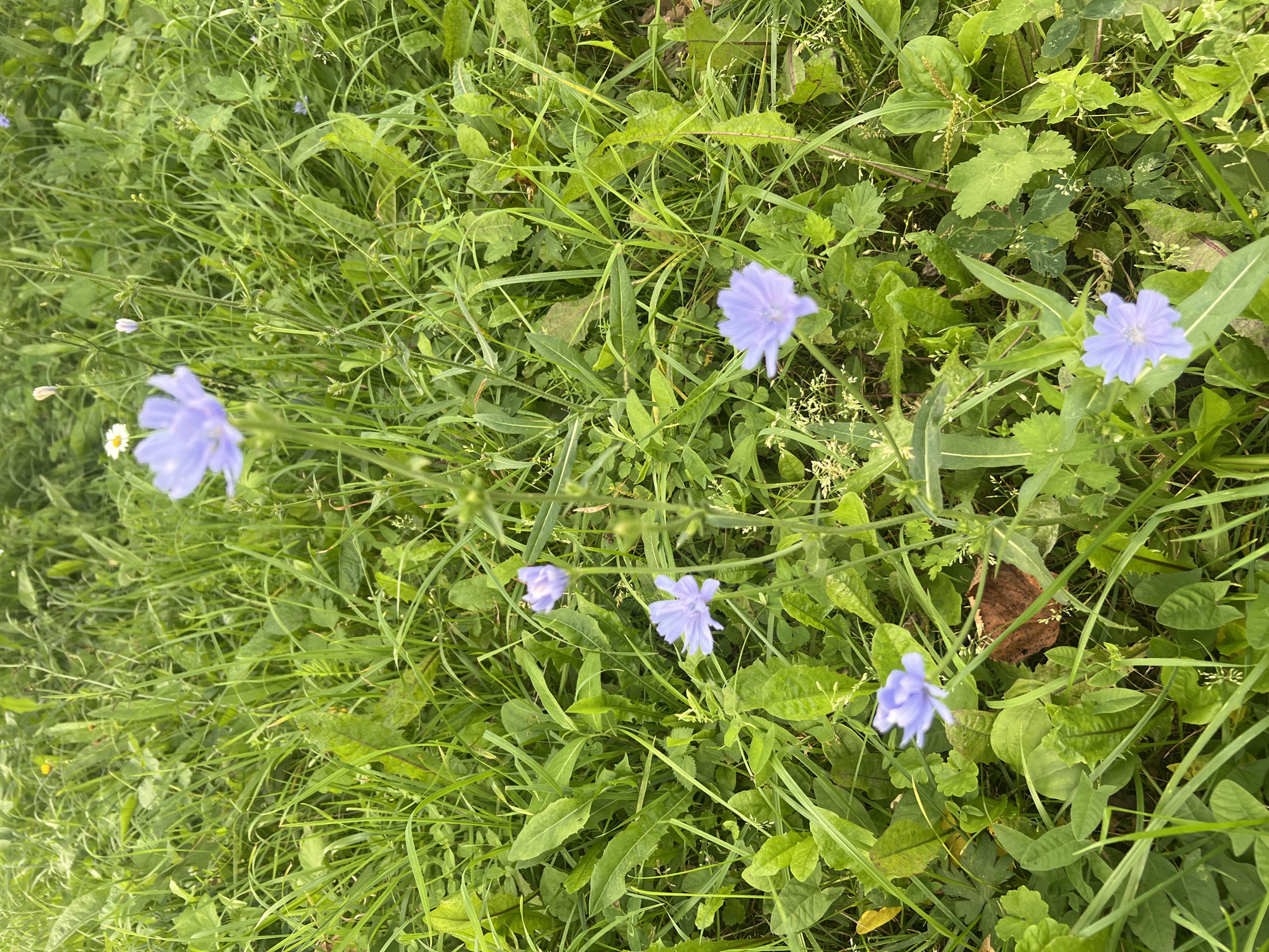 A vertical, close-up, eye-level, outdoor shot captures a cluster of delicate, pale purple chicory flowers blooming in a patch of green grass. The flowers, with their thin petals, are scattered throughout the frame, with some in focus and others blurred. A single white daisy with a yellow center is visible in the upper portion of the image, slightly out of focus. The surrounding grass is a mix of tall blades and broader leaves, with some dried brown leaves scattered on the ground. The lighting suggests an overcast day. There are no people or man-made objects present in the scene.