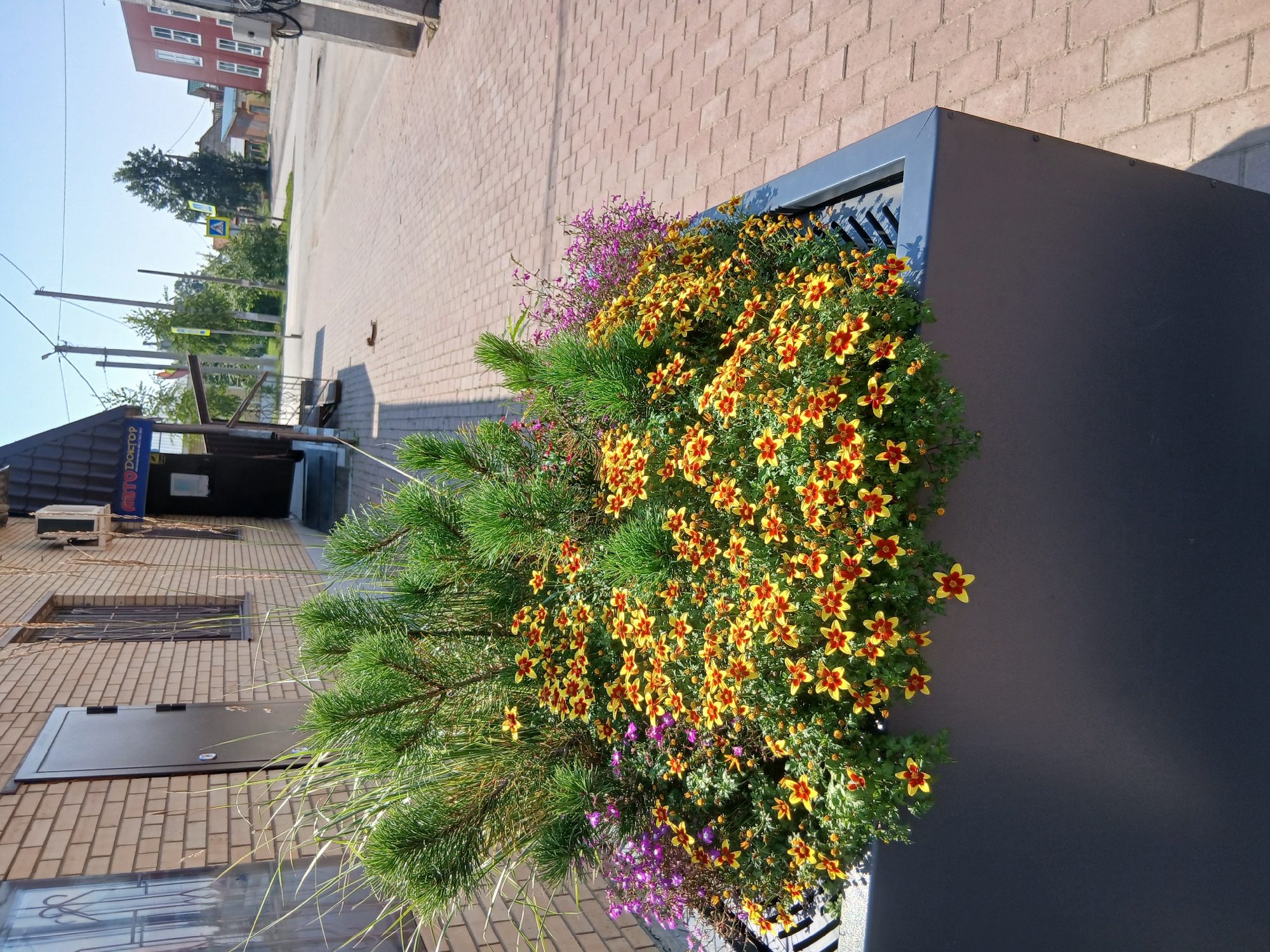 The image captures a sunny day in the city of Osa, Russia, focusing on a vibrant flower planter placed alongside a brick building and a paved sidewalk. The planter, a large dark gray rectangular box, is overflowing with a dense arrangement of small yellow flowers with red centers, interspersed with delicate purple blossoms and wispy green foliage. A few sprigs of pine tree branches are also visible, adding a contrasting texture and evergreen element to the display.
In the background, the brick building features a dark door and barred windows. Further down the street, power lines and utility poles stretch across the clear blue sky. A pedestrian crossing sign and a street sign are visible on the road. The sidewalk is paved with light brown interlocking bricks, and the road beyond is also paved. The scene is devoid of any people or animals, presenting a tranquil urban environment adorned with colorful flora.