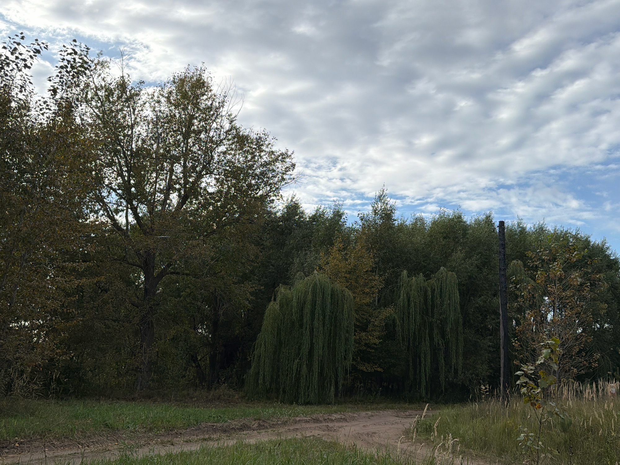 The image depicts a rural landscape with dense foliage and a dirt road. In the foreground, a dirt path winds through grassy areas on either side, suggesting a natural or undeveloped setting. The midground is dominated by a thick stand of trees, including several weeping willow trees with their characteristic drooping branches. A tall, dark, pole-like structure, possibly a utility pole or a post, stands prominently amidst the trees on the right side of the frame. The background features a variety of trees and shrubs, with a cloudy sky overhead. The overall impression is one of a serene, natural environment.