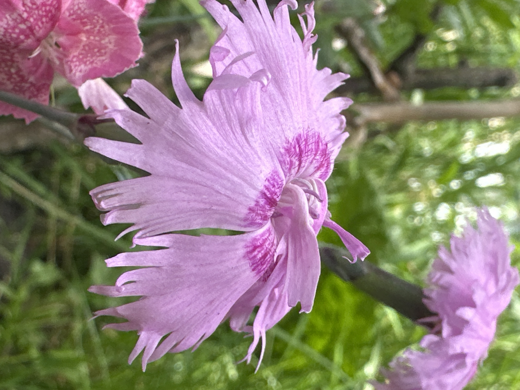 This is a close-up, eye-level, outdoor, vertical shot of a pink carnation flower in full bloom. The flower, positioned in the center and occupying most of the frame, is a vibrant pink with darker pink markings at the base of its petals. The petals are fringed and appear delicate, with some curling at the edges. A blurred green background with hints of bokeh suggests foliage and possibly branches or a fence. To the left and slightly out of focus, another pink flower with spotted petals is partially visible. The lighting appears to be natural daylight.