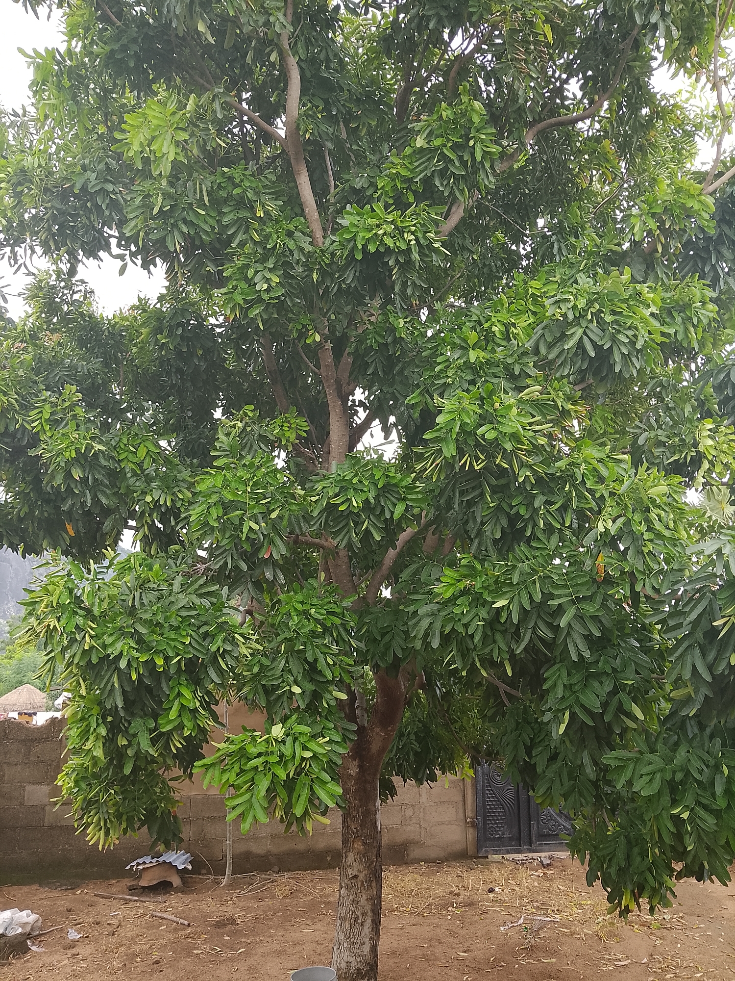 The image shows a mature tree with dense green foliage dominating the foreground and mid-ground. The tree has a thick, rough-barked trunk and branches extending outwards, some with hanging clusters of leaves and pods. In the background, there is a rough concrete block wall that appears to be part of a compound or property boundary. To the left of the wall, a thatched-roof structure is partially visible. To the right of the wall, a dark, ornate metal gate is set into the wall. The ground in front of the wall and under the tree is dry and sandy, with scattered debris including some white plastic bags and dried vegetation. The scene appears to be an outdoor environment in a semi-arid or rural setting. The location is identified as Barikin Sibre, Nigeria. There are no people visible in the image.