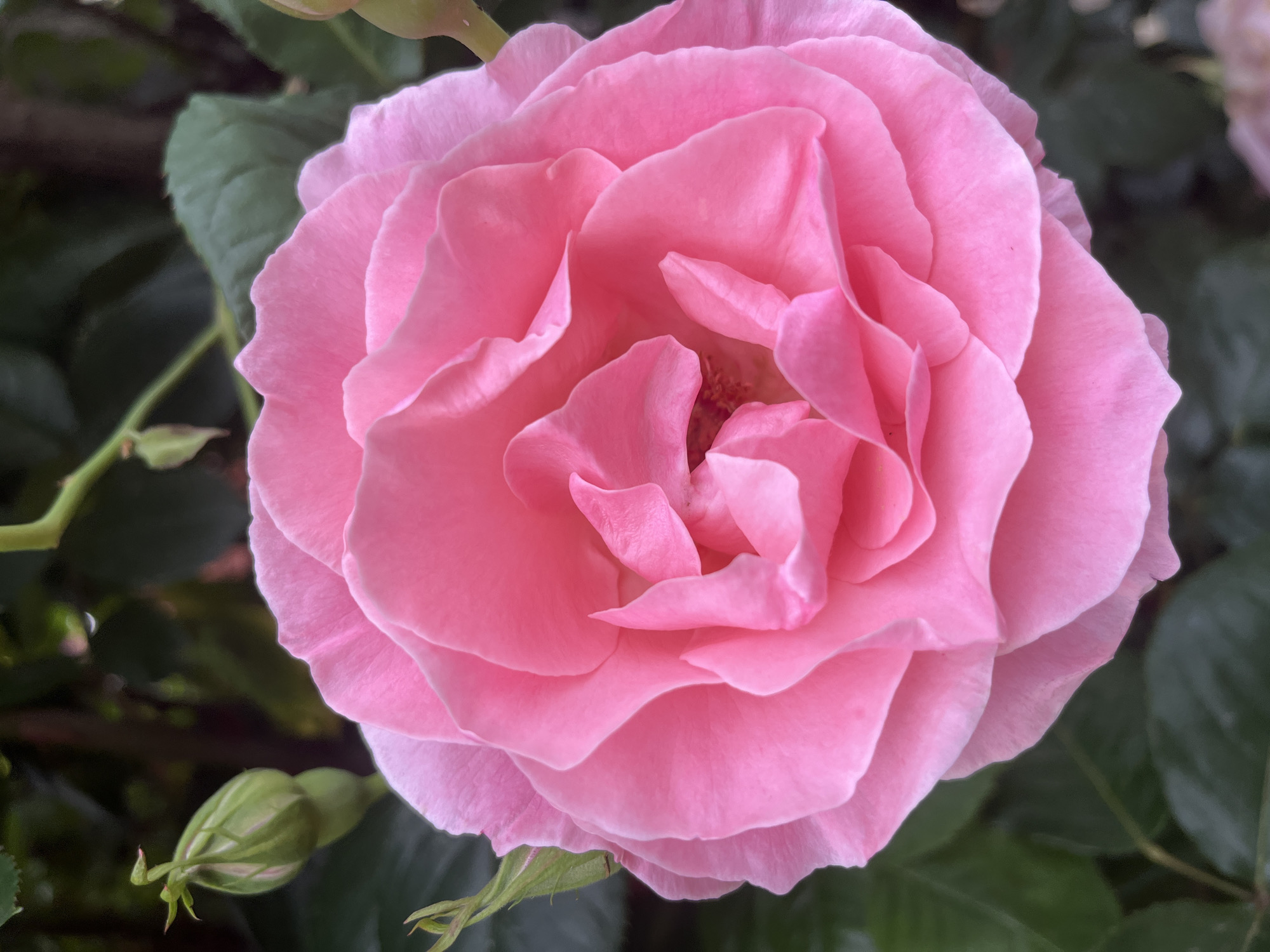 A close-up shot displays a fully bloomed pink rose. The rose features numerous petals tightly arranged around the center. Green leaves and a rosebud are visible in the background. The location of the image is not discernible from the image itself. The city of Krasnodar, Russia is not visible in the image.
