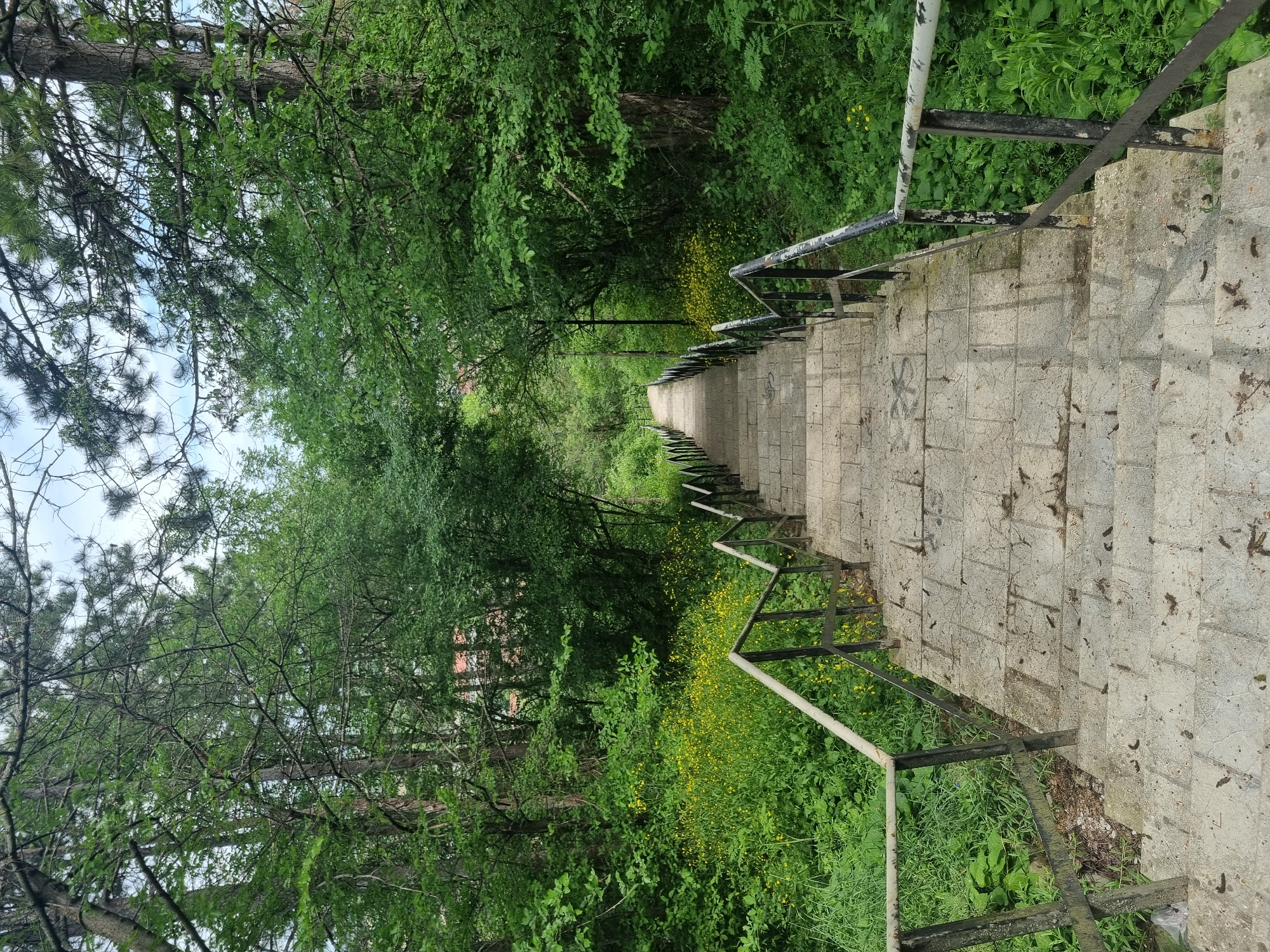 A downward view of long concrete stairs with metal railings leading through a densely wooded area. Yellow wildflowers grow along the sides of the stairs. The location is in Gorna Oryahovitsa, Bulgaria.