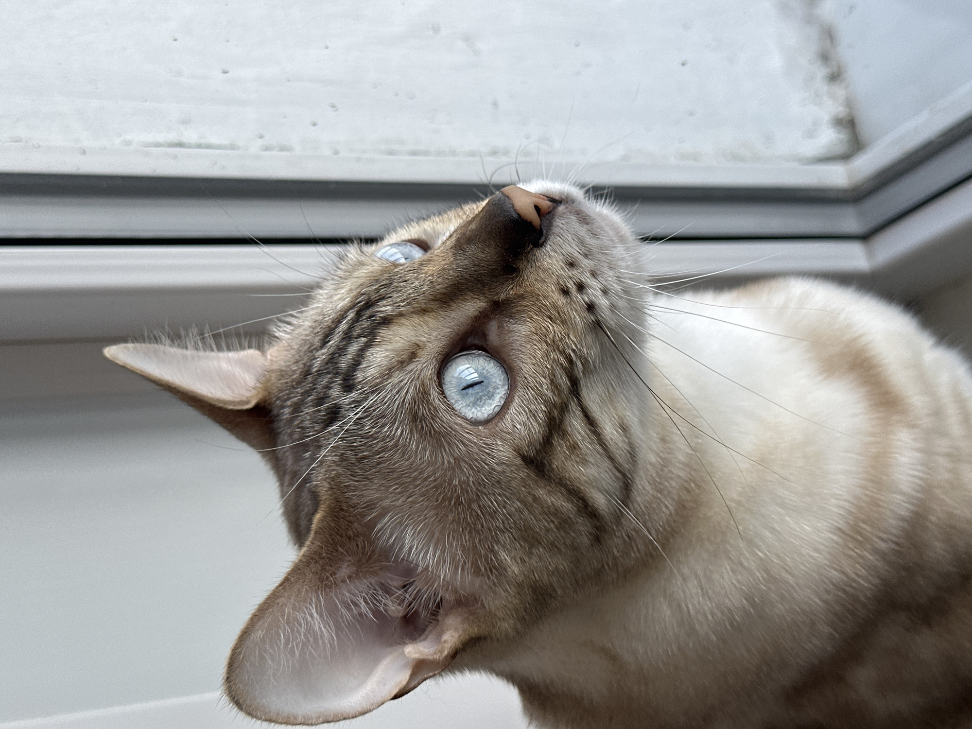 A close-up, head-and-shoulders shot shows a Bengal cat with striking blue eyes looking out a window. The cat's fur is a mix of cream and tan with dark tabby markings on its head and back. Its ears are pointed upwards, and its whiskers are long and white. The background is a blurred view of a window pane with what appears to be condensation or frost. The lighting suggests an indoor setting, likely a home, given the presence of the cat and its relaxed posture. The image does not provide any specific details about the location in Energetik, Russia, beyond it being an indoor scene.