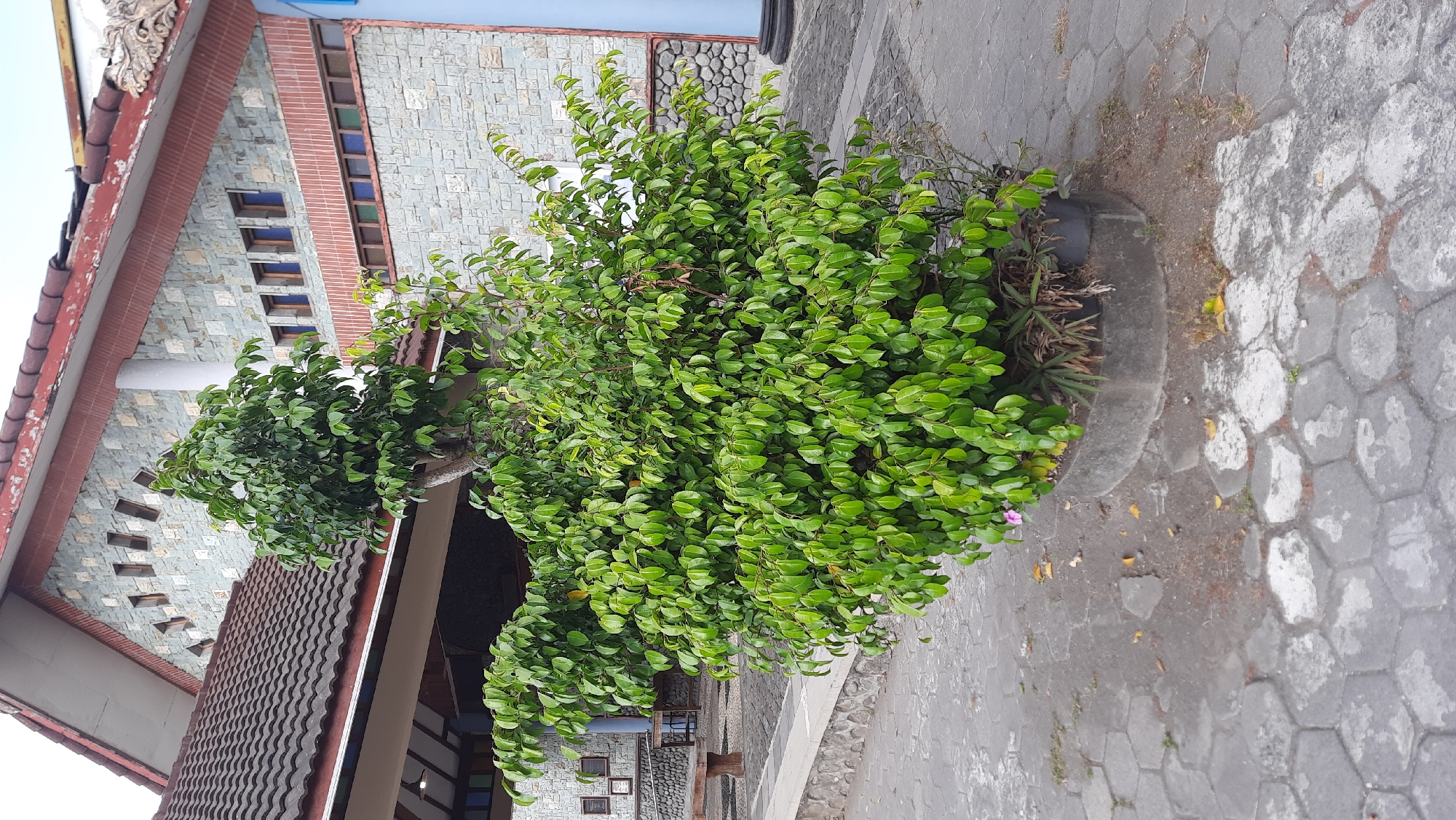 In the city of Nanggulan, Indonesia, a large, lush green bush with numerous leaves stands prominently in front of a building. The building features a tiled roof and a stone facade with decorative windows. The ground around the bush is paved with interlocking hexagonal stones, and a concrete planter contains the bush. A small pink flower is visible among the leaves of the bush. In the background, a wooden bench and framed pictures are situated against a stone wall. The scene appears to be an outdoor area connected to a building, possibly a public space or a religious institution given the architectural style.