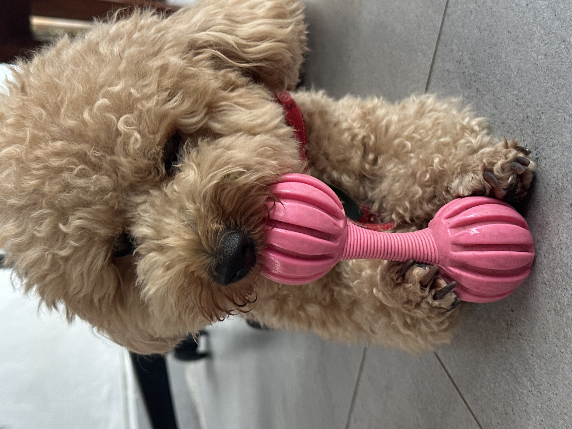 A tan poodle is lying on a grey tile floor, with its head toward the top left of the frame. The poodle is wearing a red collar and holding a pink dumbbell-shaped toy in its mouth. The location of the image is unknown and not in Dalung, Indonesia.