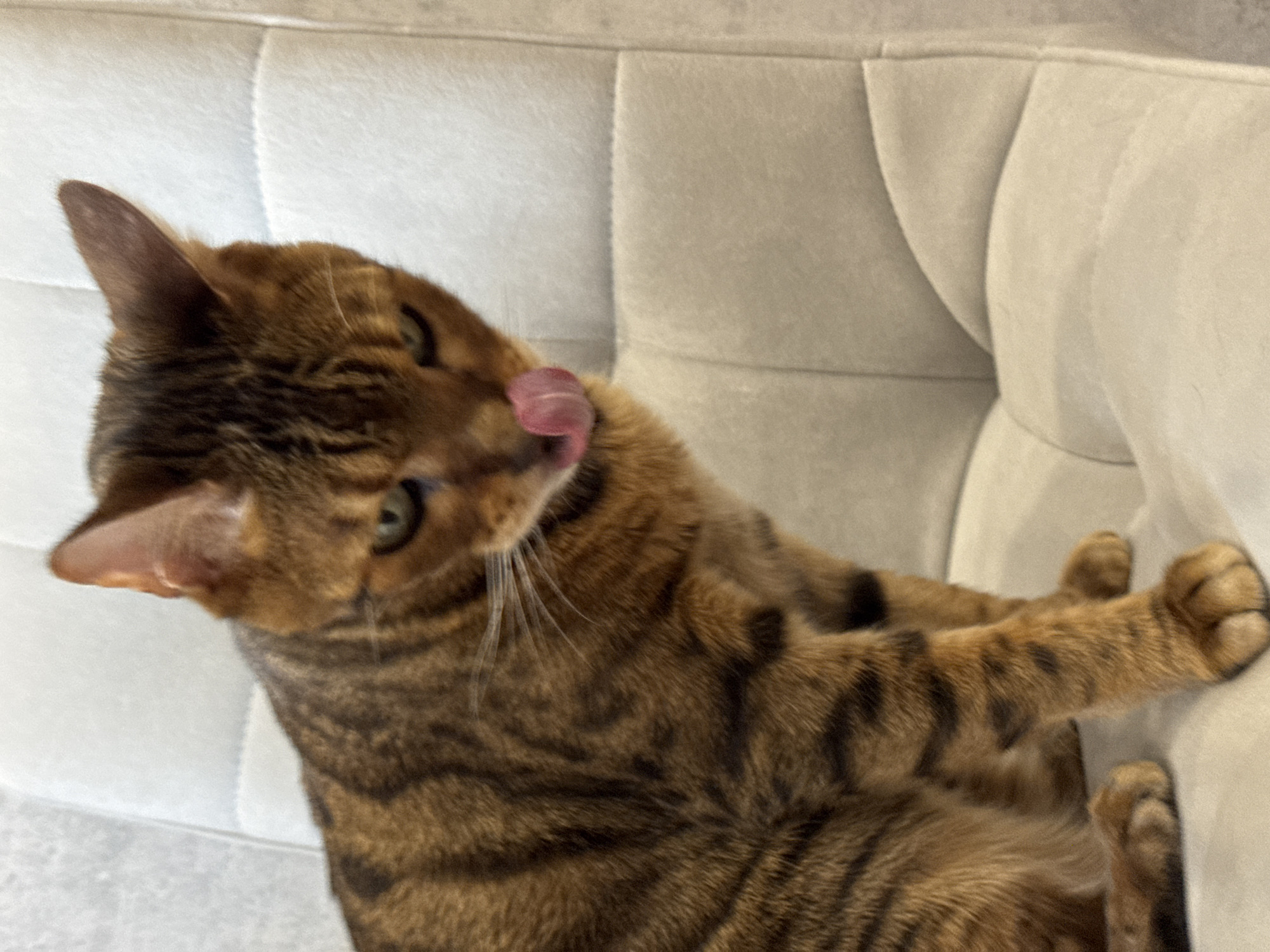 A Bengal cat lies on a light-colored, tufted sofa. The cat is licking its nose, and its striped fur is clearly visible. The background is out of focus. The location is Unknown, Unknown.
