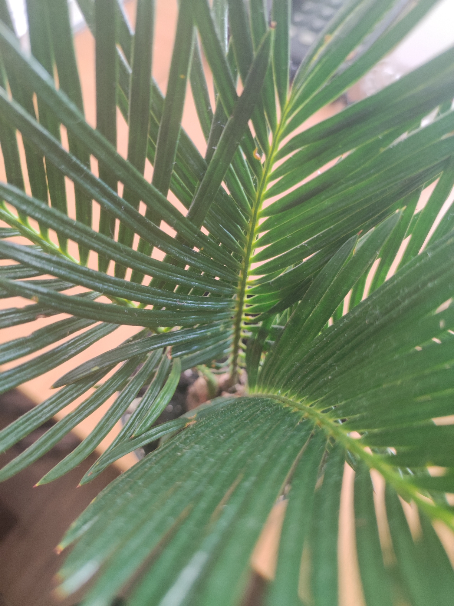 Close-up of a Sago palm (Cycas revoluta) frond. The frond is green and pinnate, with many leaflets. The background is a light brown surface. There is no indication of this image being taken in Votkinsk, Russia. No people, actions or interactions are visible.