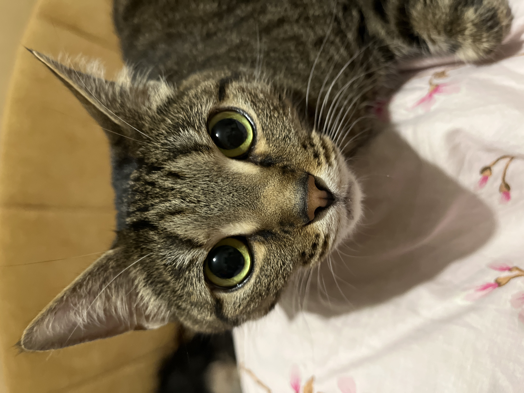 A close-up, slightly tilted, eye-level shot captures a tabby cat indoors. The cat's head is positioned towards the viewer, with its face angled upwards. Its eyes are wide and green-yellow. Fine white whiskers extend from the cat's muzzle. The cat's fur is a mix of brown and gray stripes. The background consists of a surface covered with white fabric, featuring a pattern of pink flowers and stems. A blurred yellow surface appears on the left side of the image. The location is unknown.
