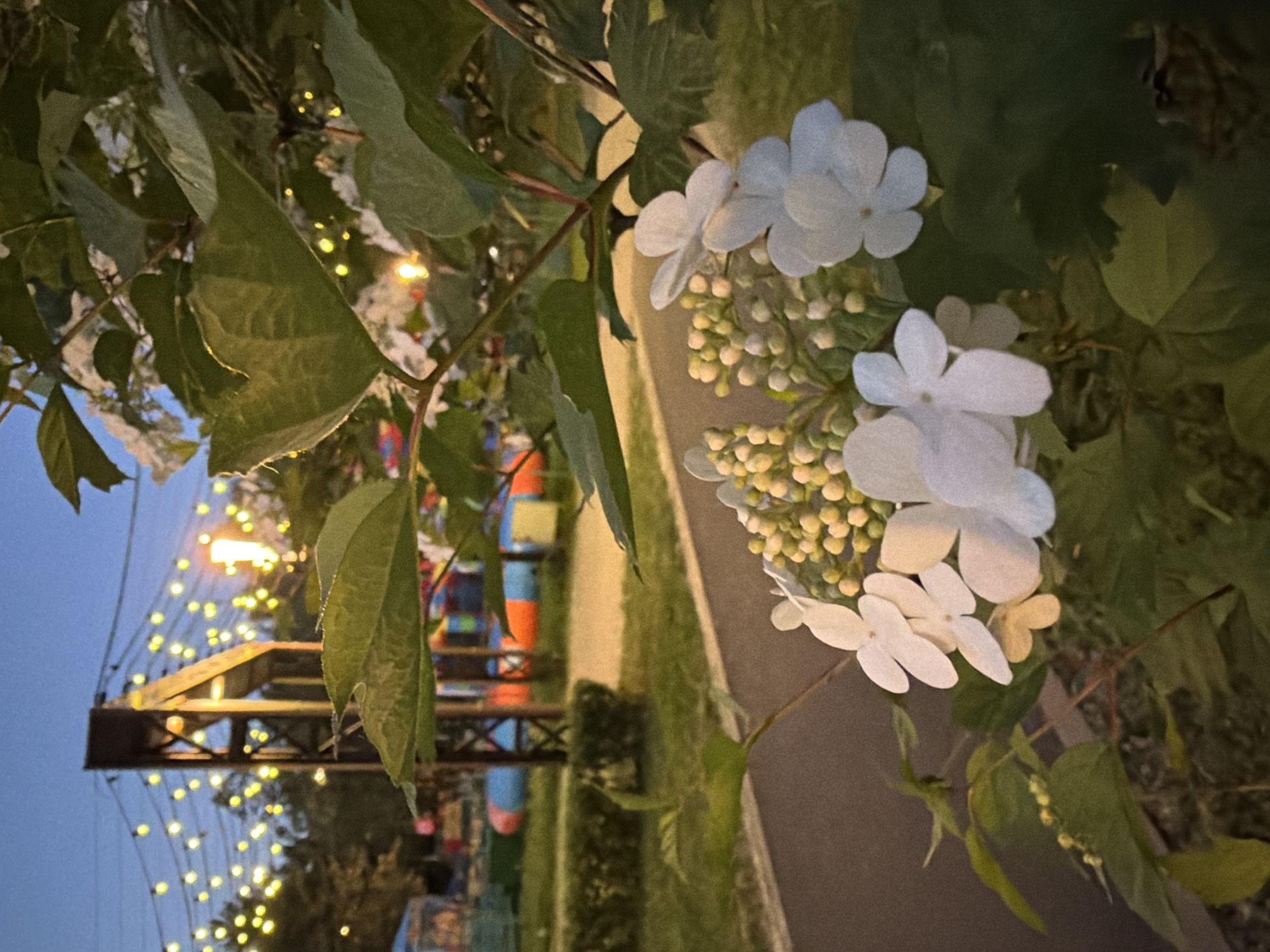 The image shows a cluster of white hydrangea-like flowers and green foliage in the foreground. The background features a pedestrian walkway or path with greenery alongside it. In the distance, there's a decorative bridge or structure adorned with strings of lights, illuminated in the evening. The scene appears to be taken at twilight or dusk, with a darkening sky visible above the bridge. A colorful structure is observed behind the walkway and bridge, and no people are apparent in the image.