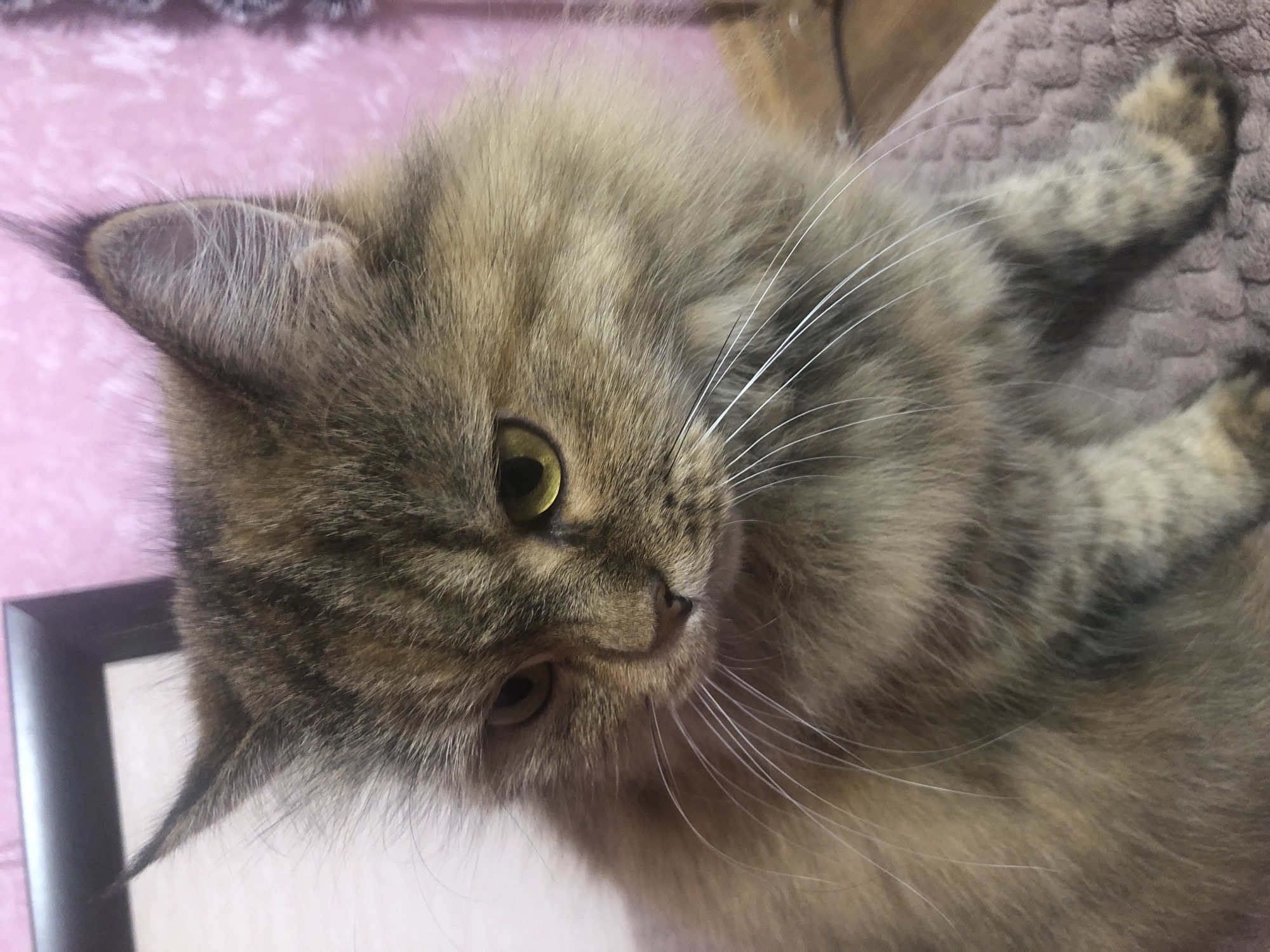 A medium shot captures a fluffy, brown and tan tabby cat with alert, yellowish-green eyes. The cat is positioned in the center of the frame, looking downwards and to its left. Its fur is long and appears soft, with tabby stripes visible on its face and legs. The cat's whiskers are long and white, fanning out from its muzzle. It is seated on a textured, pinkish-purple surface. The background is a soft-focus pink wall with a subtle pattern, and a dark rectangular object, possibly a picture frame, is visible in the upper left corner. The lighting is soft, highlighting the cat's features and creating a gentle atmosphere.