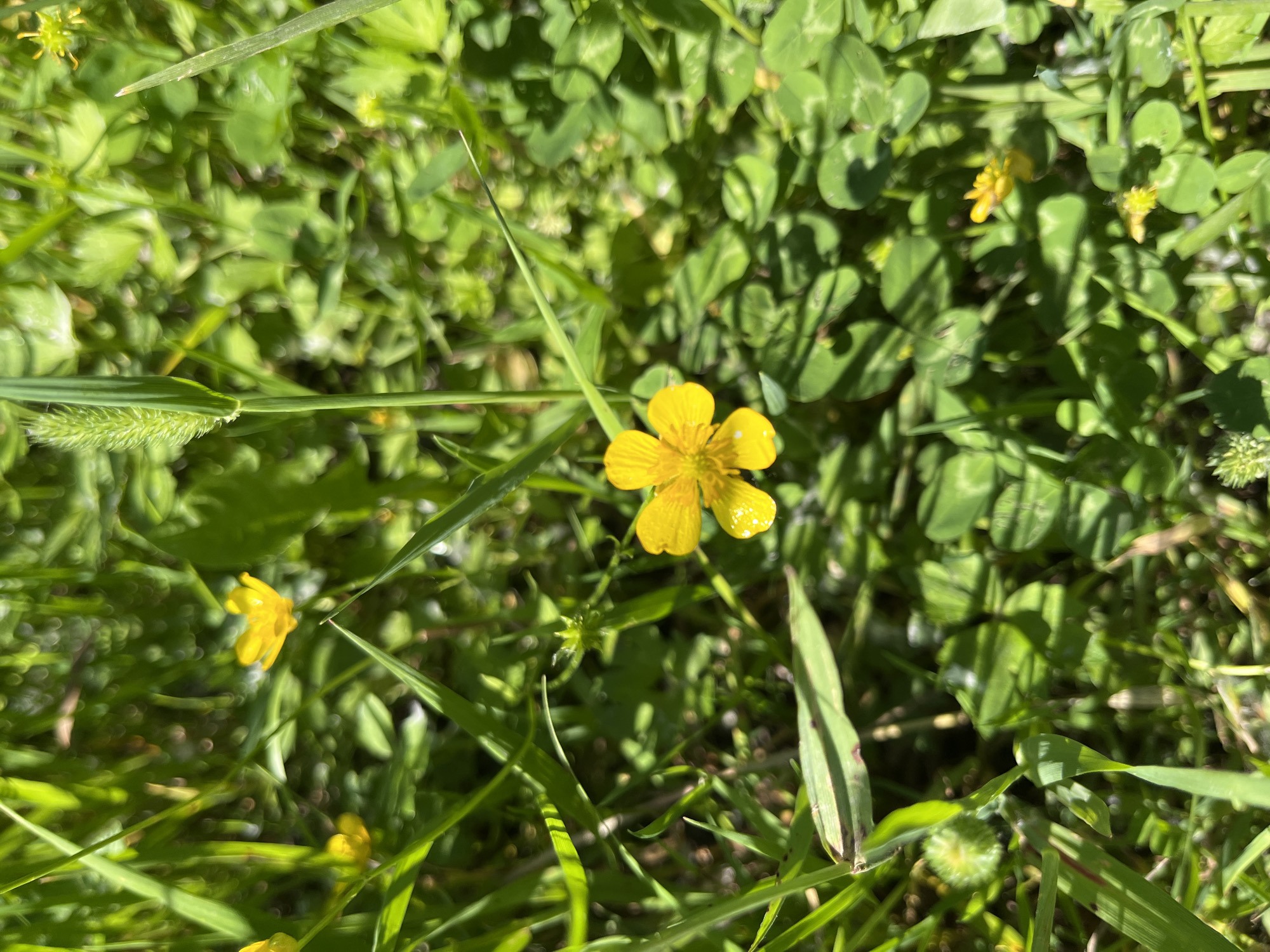 This is a close-up, overhead shot of a patch of lush green grass and clover in Saint Petersburg, Russia. A single yellow buttercup flower is in sharp focus in the center of the frame, its petals glistening with small water droplets. Other blurred yellow flowers and blades of grass are visible in the background. The lighting suggests it is daytime with direct sunlight. There are no people or animals present in the image.