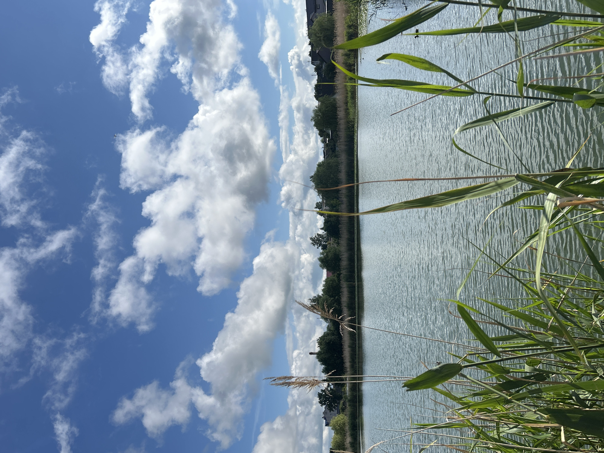 The image depicts a tranquil waterfront scene with a focus on natural elements. In the foreground, tall reeds and grasses line the edge of a body of water, their green blades reaching towards the sky. The water itself appears calm, with gentle ripples on its surface, reflecting the bright blue sky above. The sky is dotted with fluffy white clouds, adding depth and texture to the scene.
In the background, a dense line of trees forms a natural barrier along the far bank of the water. Beyond the trees, hints of human habitation can be seen, including buildings and structures that suggest a nearby settlement or village. A red brick smokestack is visible amongst the trees, indicating industrial or residential activity. The overall impression is one of a peaceful, natural landscape with subtle signs of human presence.
The image is likely a photograph taken during daylight hours, given the clear sky and bright illumination. The composition emphasizes the interplay between the natural elements of the reeds, water, and sky, while the background provides context for the location.