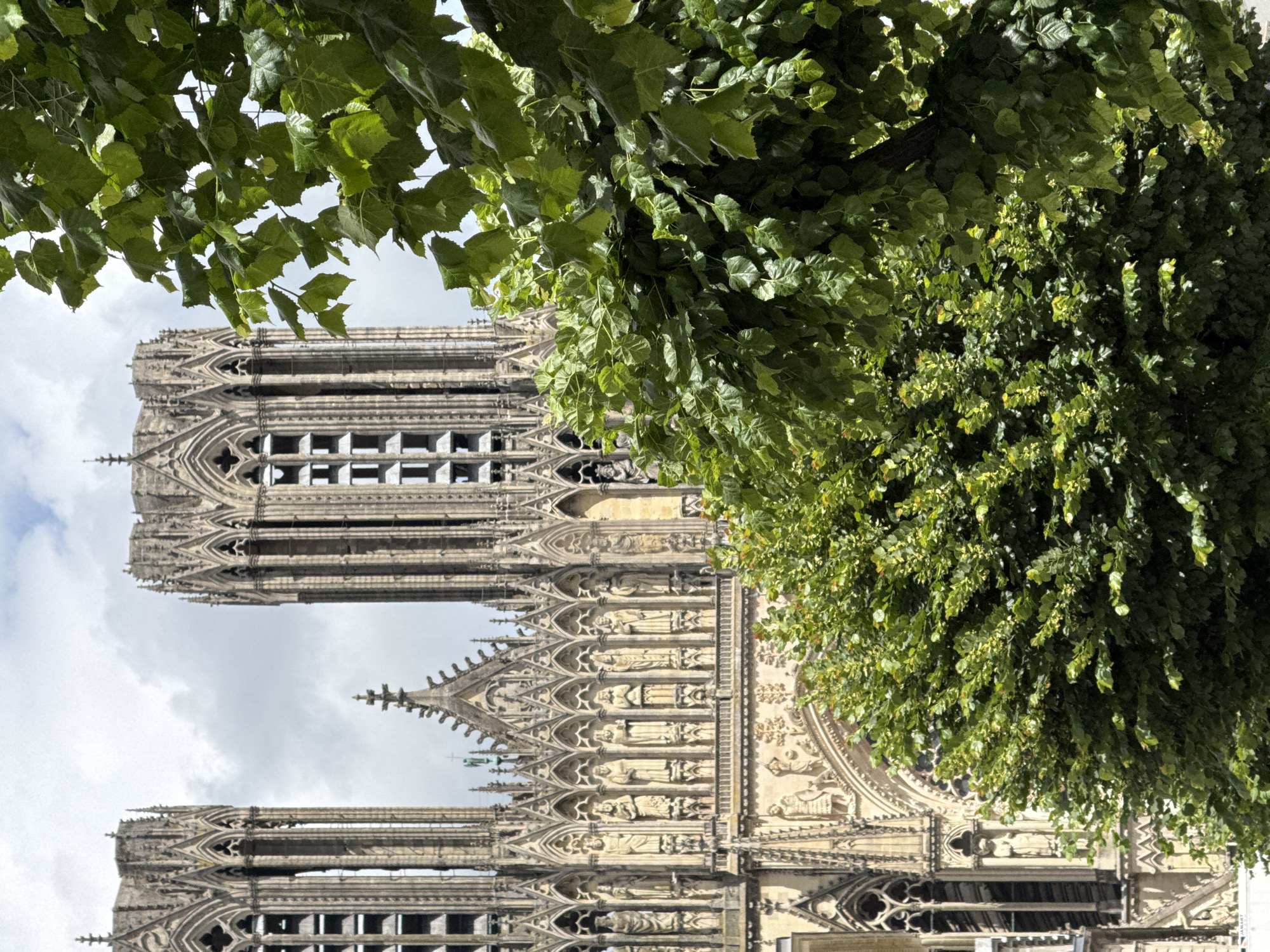 The image, when viewed in its correct vertical orientation, presents a striking view of a grand Gothic cathedral partially observed from beneath a dense canopy of vibrant green trees. The monumental stone structure, identified as Reims Cathedral in France, stands majestically in the background under a bright, partly cloudy sky.
The cathedral's impressive facade is a testament to Gothic architecture, characterized by its soaring verticality and intricate ornamentation. Two prominent towers, adorned with numerous spires and detailed architectural elements, frame the central part of the building. The mid-section features multiple tiers of richly carved stone, including a gallery of statues set within ornate niches and delicate tracery. The texture of the ancient, light-colored stone is clearly visible, reflecting centuries of craftsmanship. A large circular rose window is partially obscured by foliage on the upper right, hinting at its elaborate design.
The foreground and the right side of the composition are filled with abundant green foliage, creating a natural frame. The leaves, ranging from deep emerald to lighter shades of green, appear lush and healthy, with sunlight filtering through them, casting highlights and shadows that add depth. The overall impression is one of nature embracing and partially revealing the architectural masterpiece.
The sky is a mix of bright blue and soft white clouds, indicative of a clear, pleasant day. There are no people visible, allowing the viewer to focus solely on the interplay between the magnificent historical architecture and the surrounding natural elements. The scene conveys a sense of timeless beauty and grandeur.