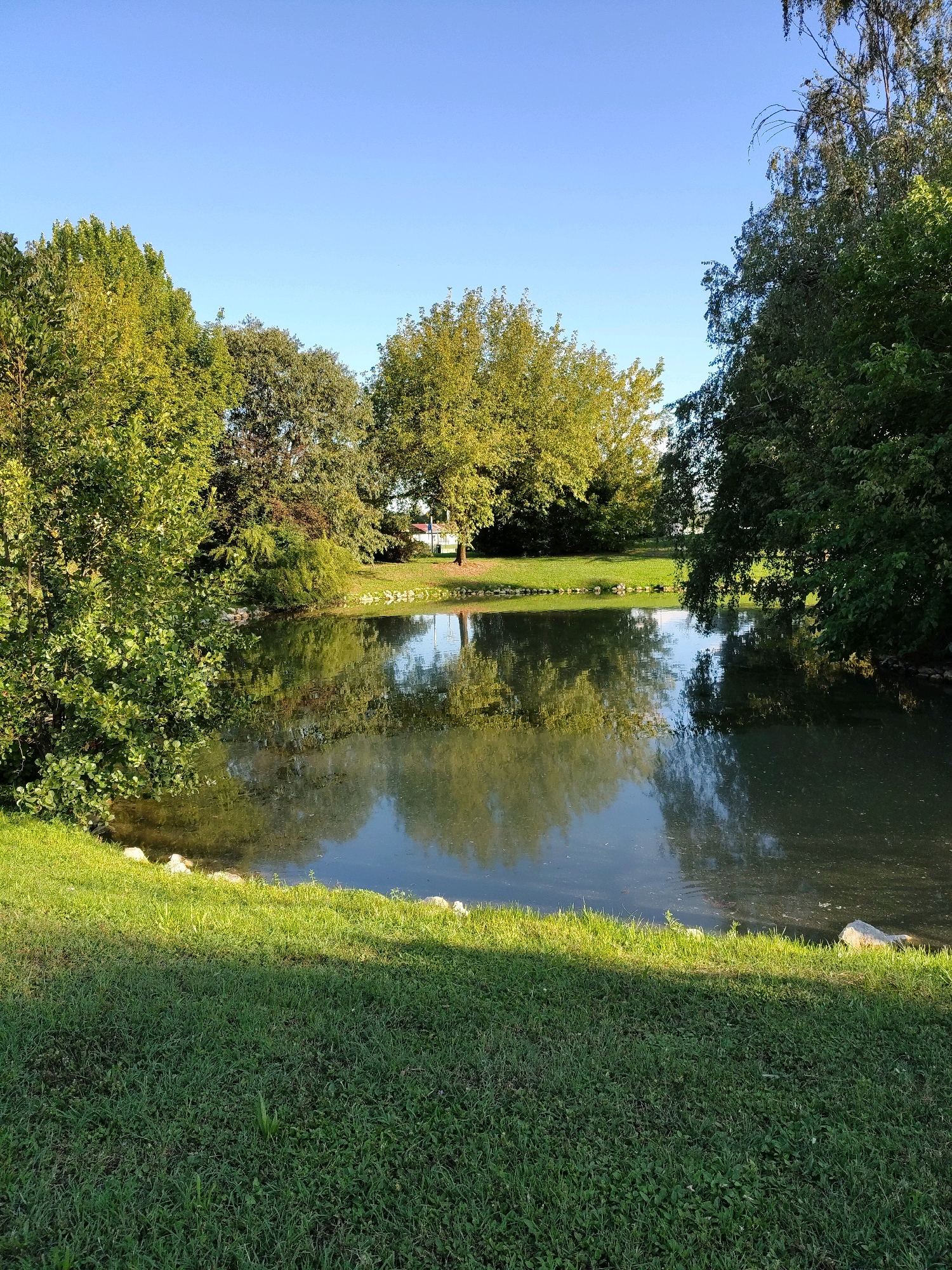 An eye-level, full shot captures a serene pond surrounded by lush greenery under a clear blue sky. The pond's surface reflects the vibrant colors of the trees and the sky, creating a mirror-like effect. A patch of manicured grass occupies the foreground, with some rocks scattered along the pond's edge. The background reveals more trees and a glimpse of a building in the distance, suggesting a park or a residential area. The scene is bathed in the warm glow of sunlight, casting a soft shadow across the grass. No people are visible in the frame, and the overall atmosphere is peaceful and tranquil.